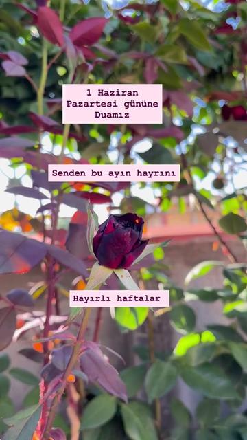 @☙❣️𝗕İ𝗭İ𝗠 𝗞𝗜𝗭 ❣️☙: