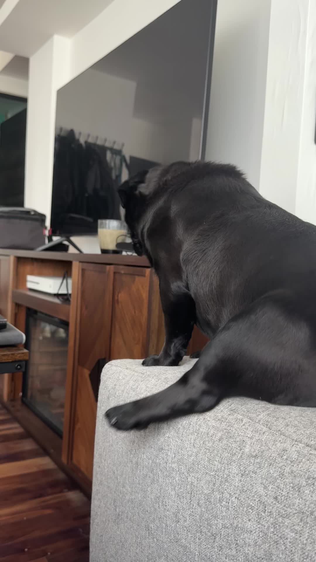 @Beluga the pug