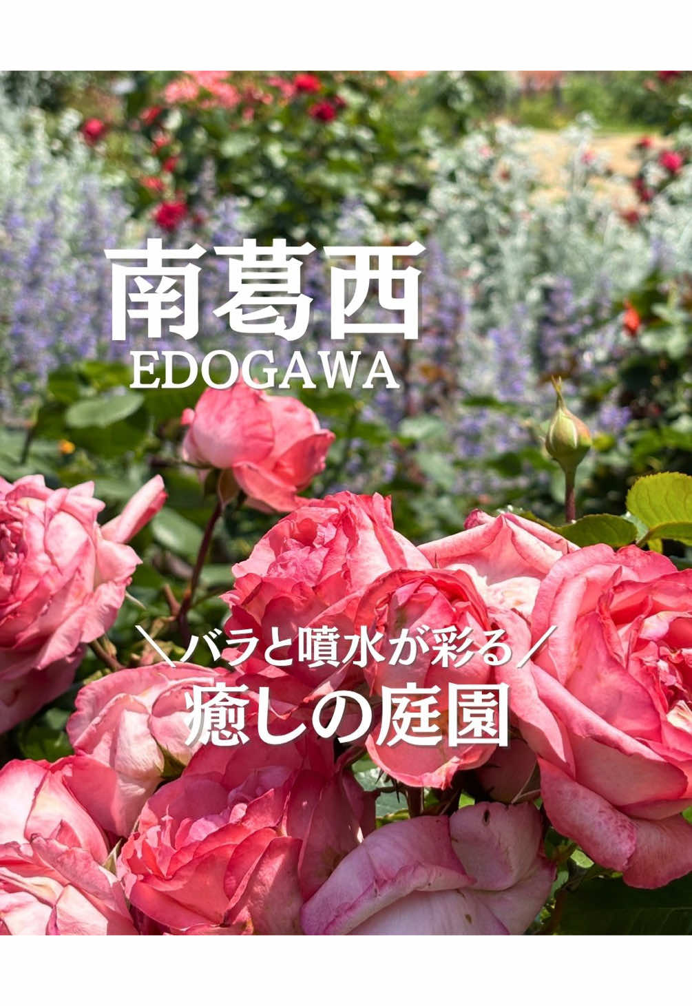 @ことり〻江戸川区 まちの魅力再発見