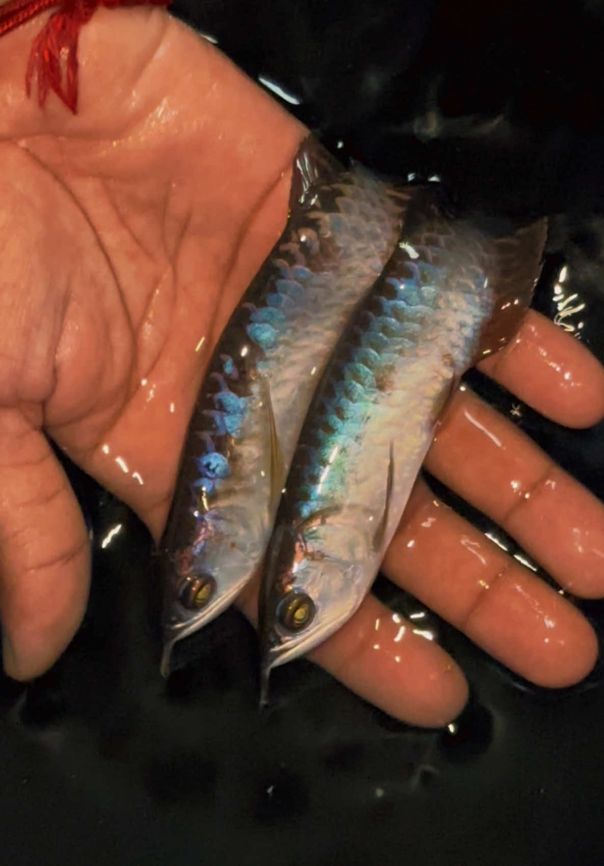 @MK AROWANA SPECIALIST