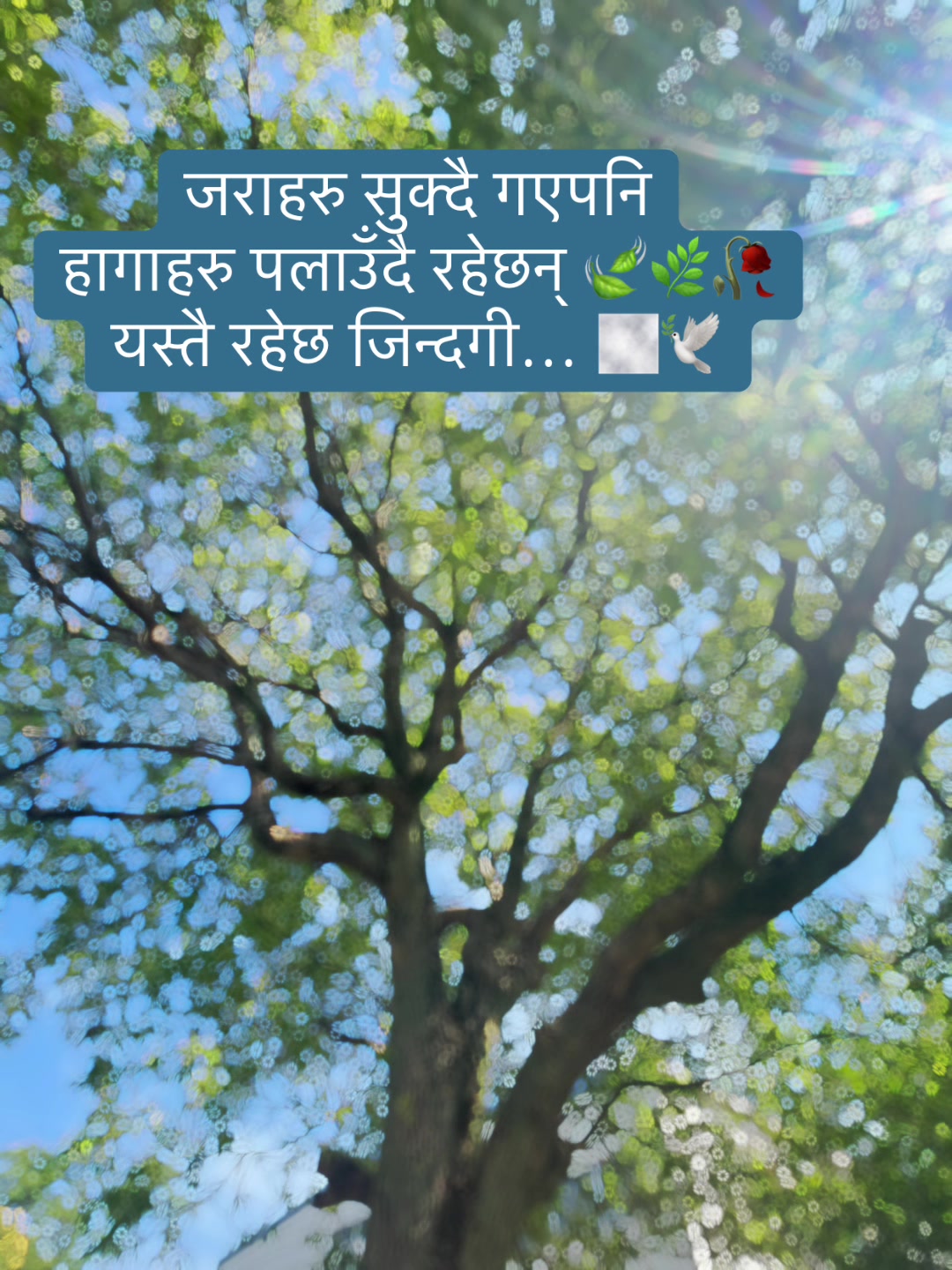 @sansar_bichittra20