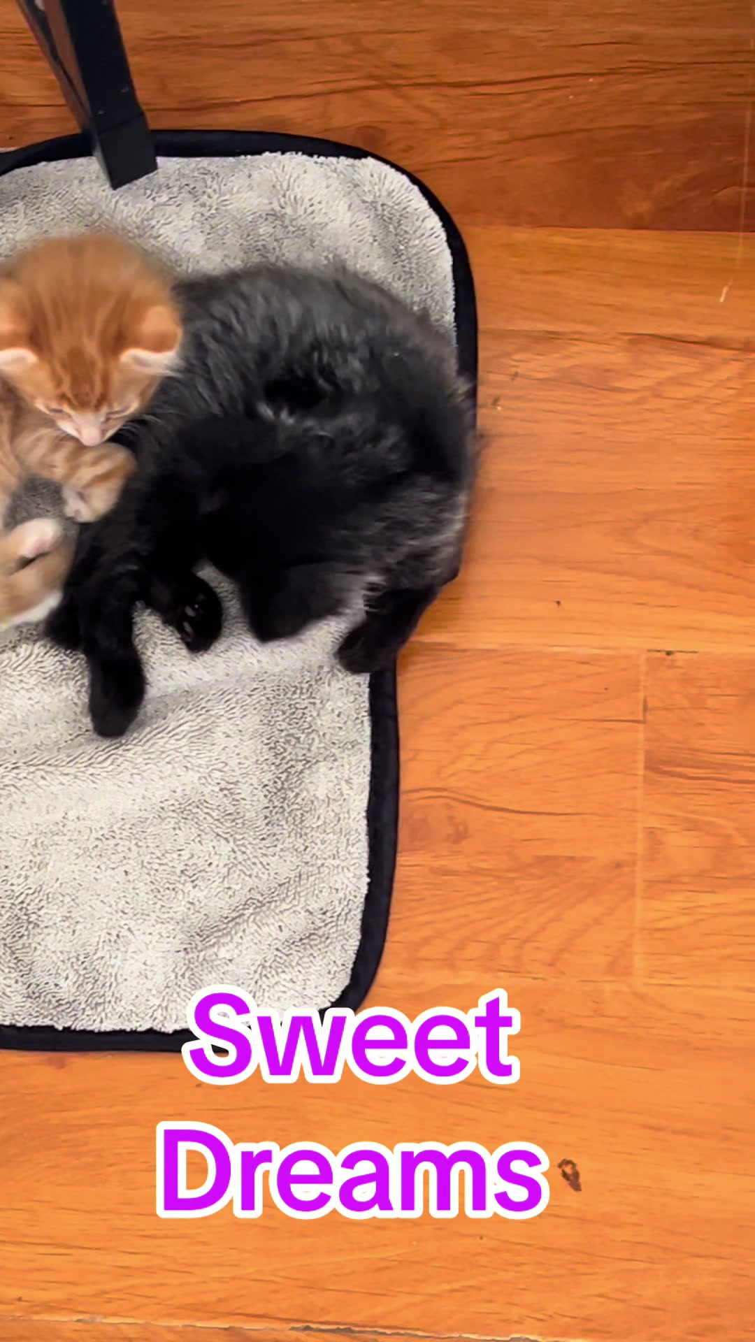 @felines.fish.furyfriends