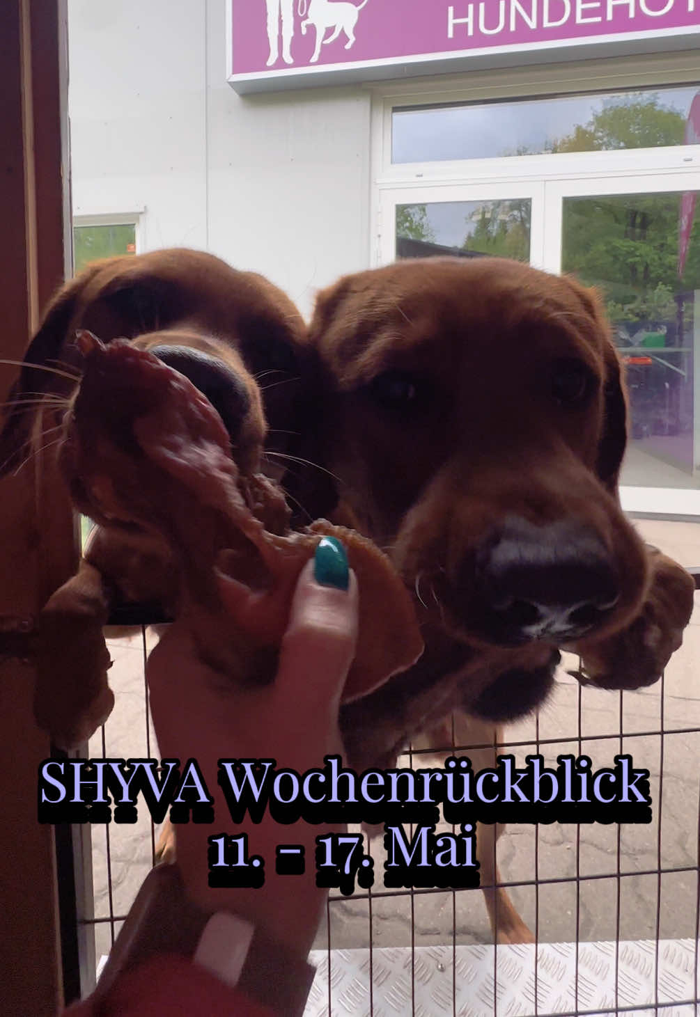 @Shyva Hundezentrum