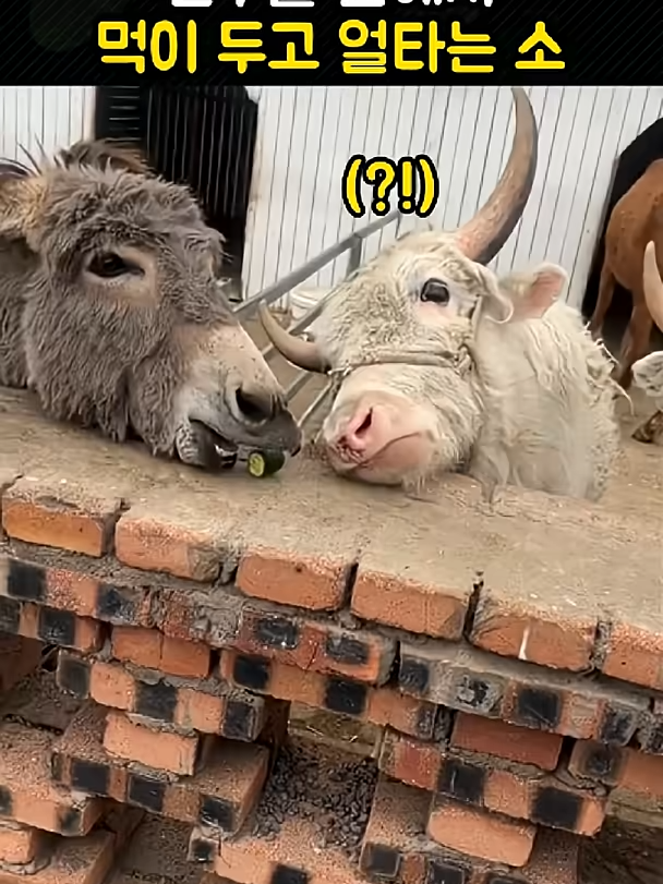 @개블리