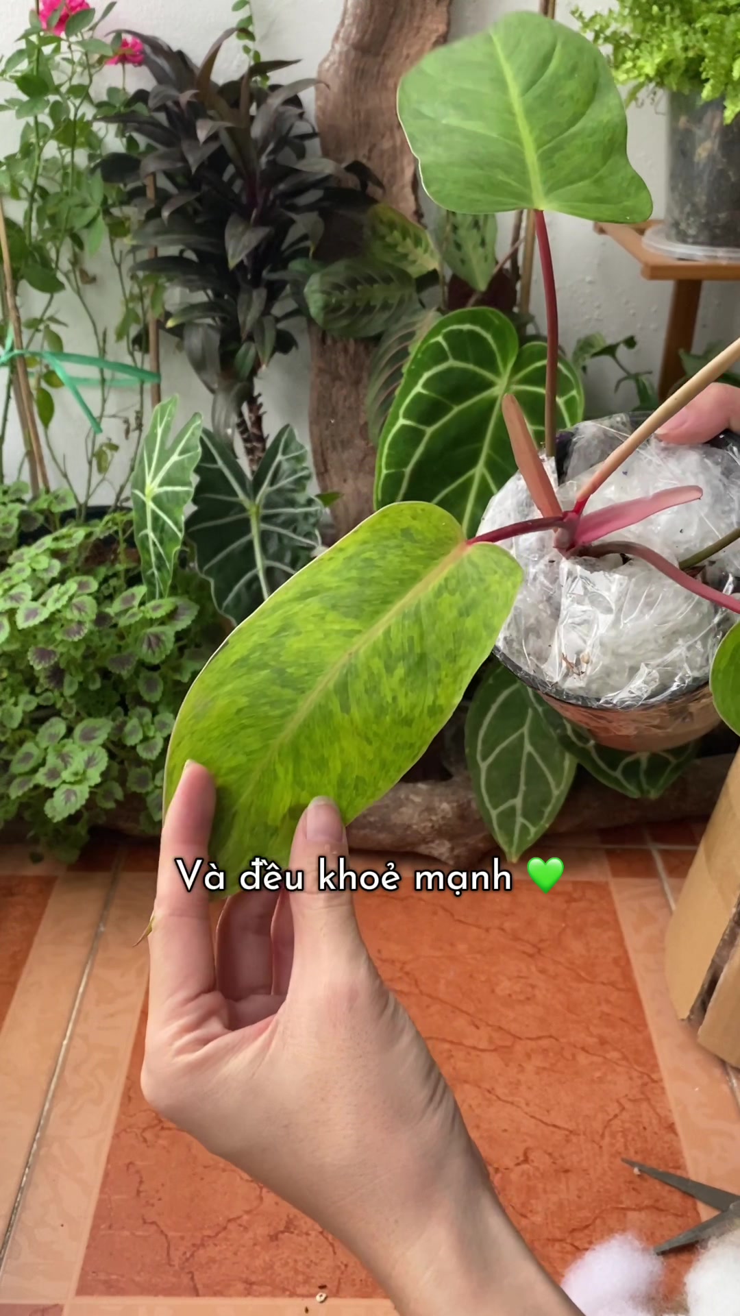 @Cây nhiều lá 🌿