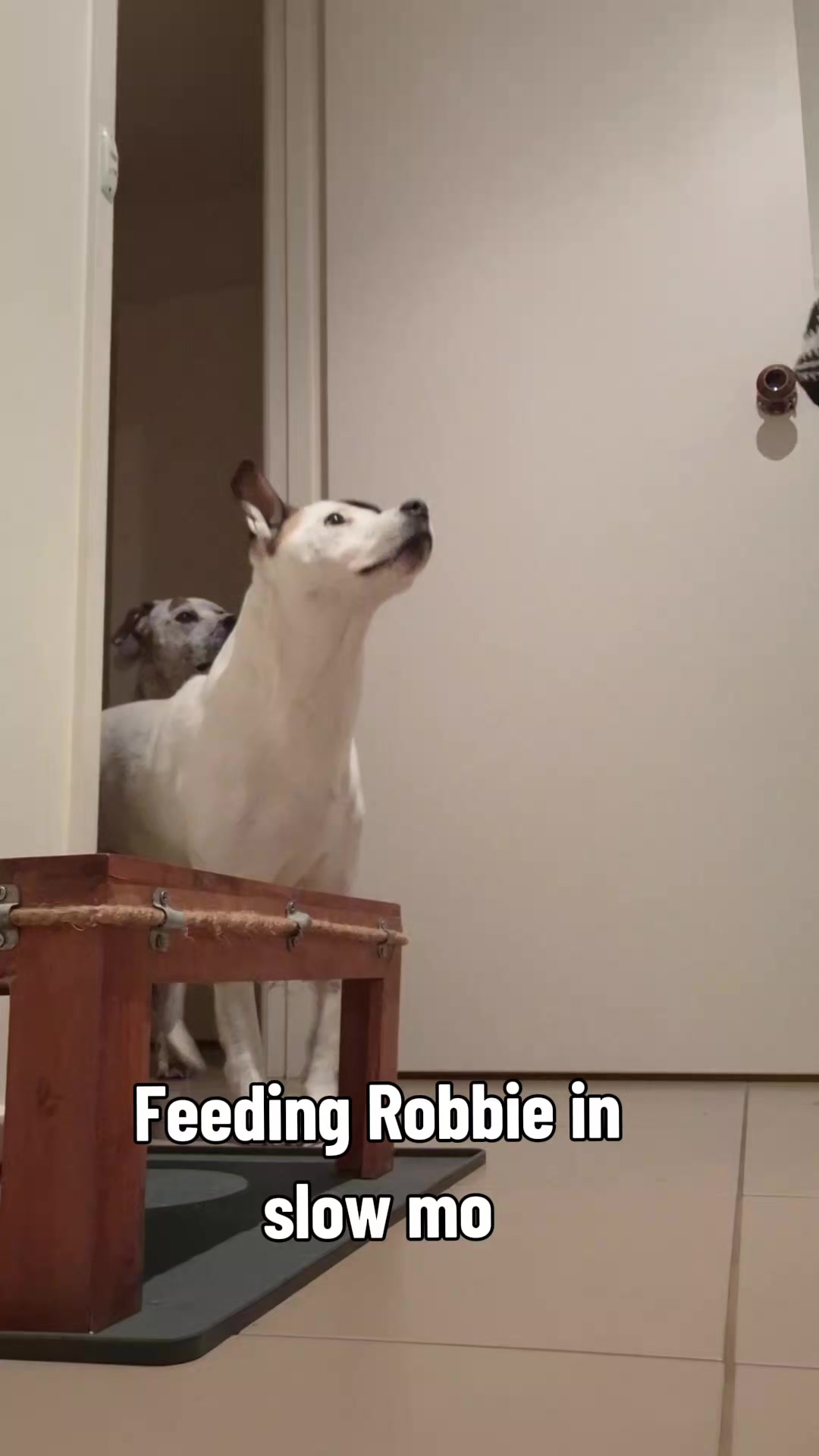 @dogs_and_stuff_8