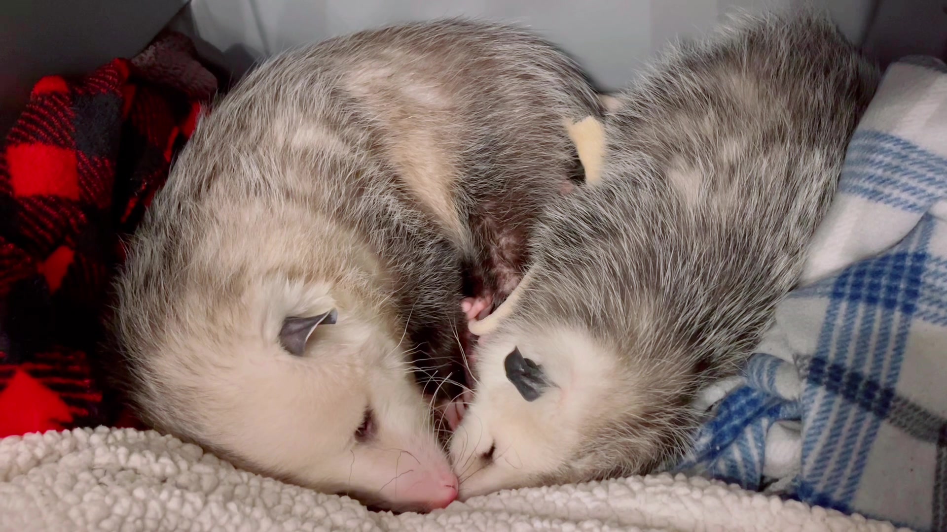 @GladysOpossum
