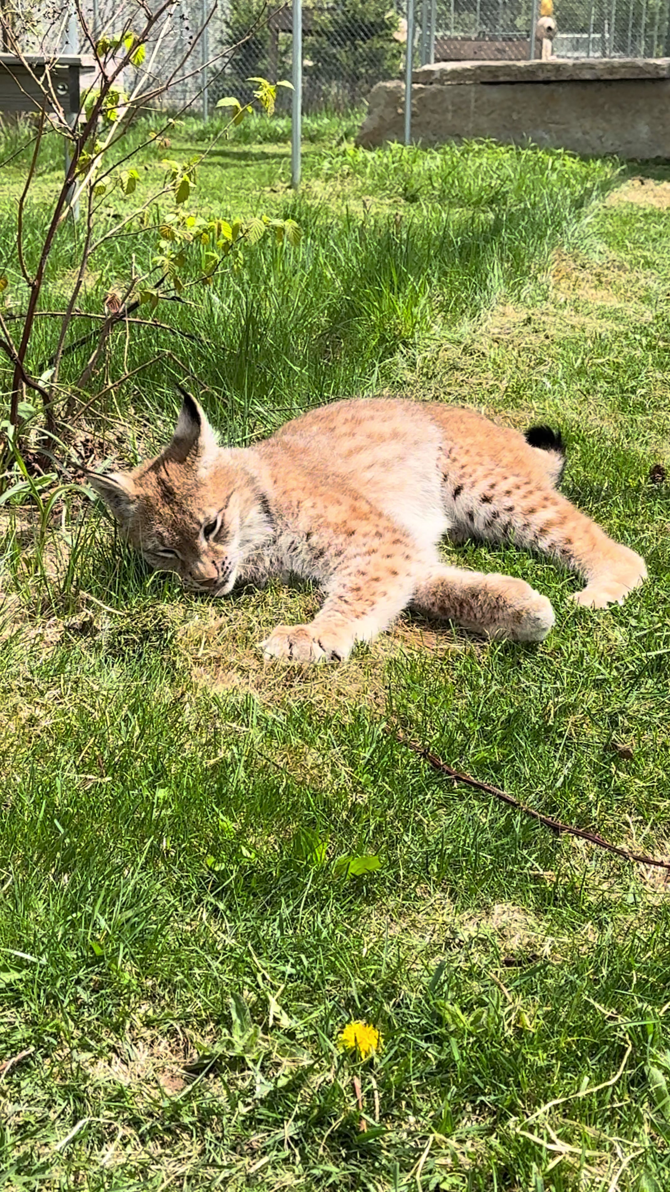 @The Wildcat Sanctuary