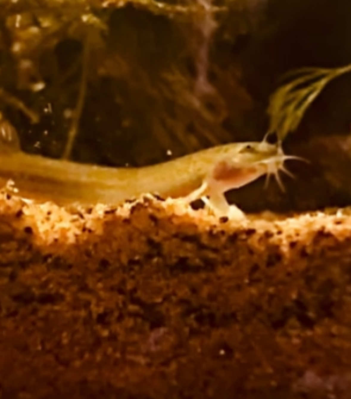 @fishch0ps