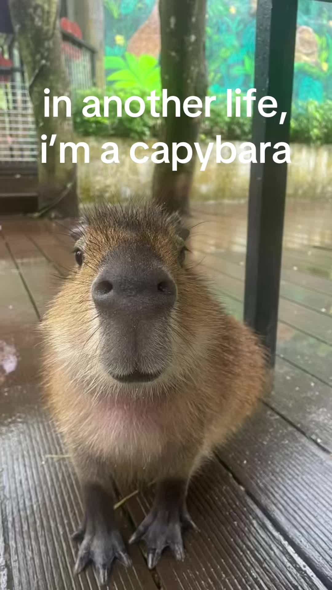 @chilllcapy