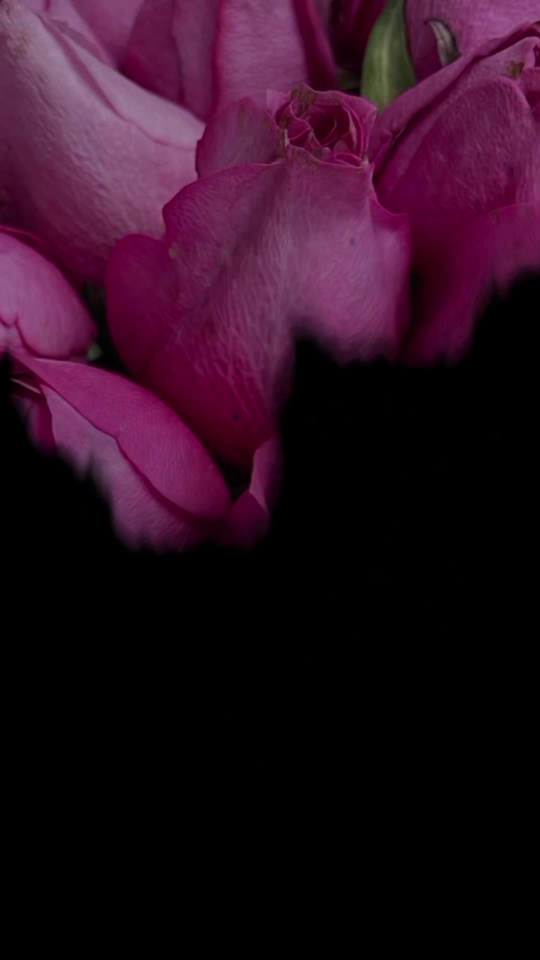 @𝐁𝐊𝐖𝐑𝐈𝐓𝐄𝐒 🫶🌹🦜