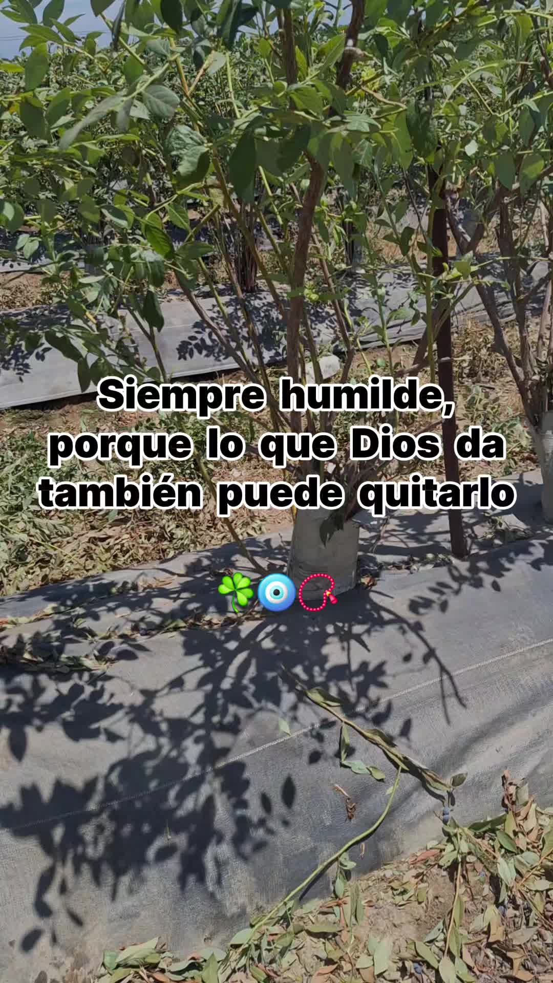 @San Miguel A Madera 🇲🇽🇺🇸