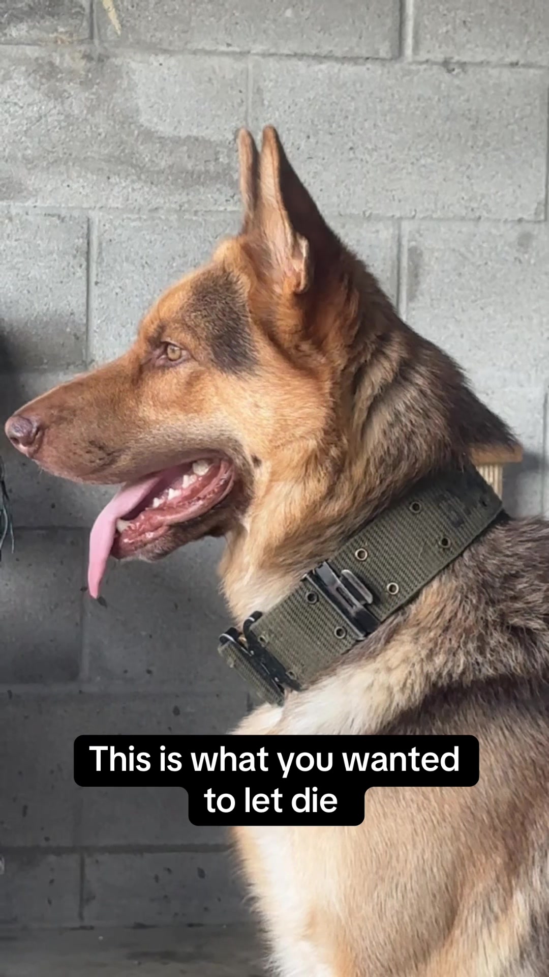 @🪶TheN8tiveDogfather🐾