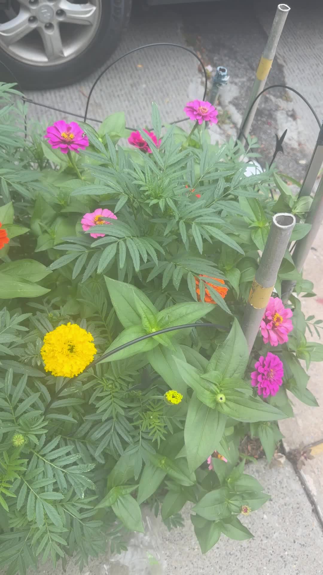 @Grace&rsquo;s garden