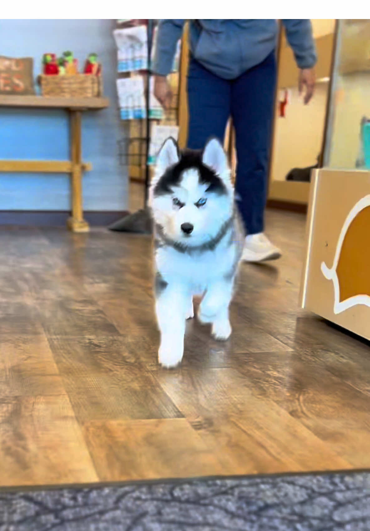 @Petland Iowa City
