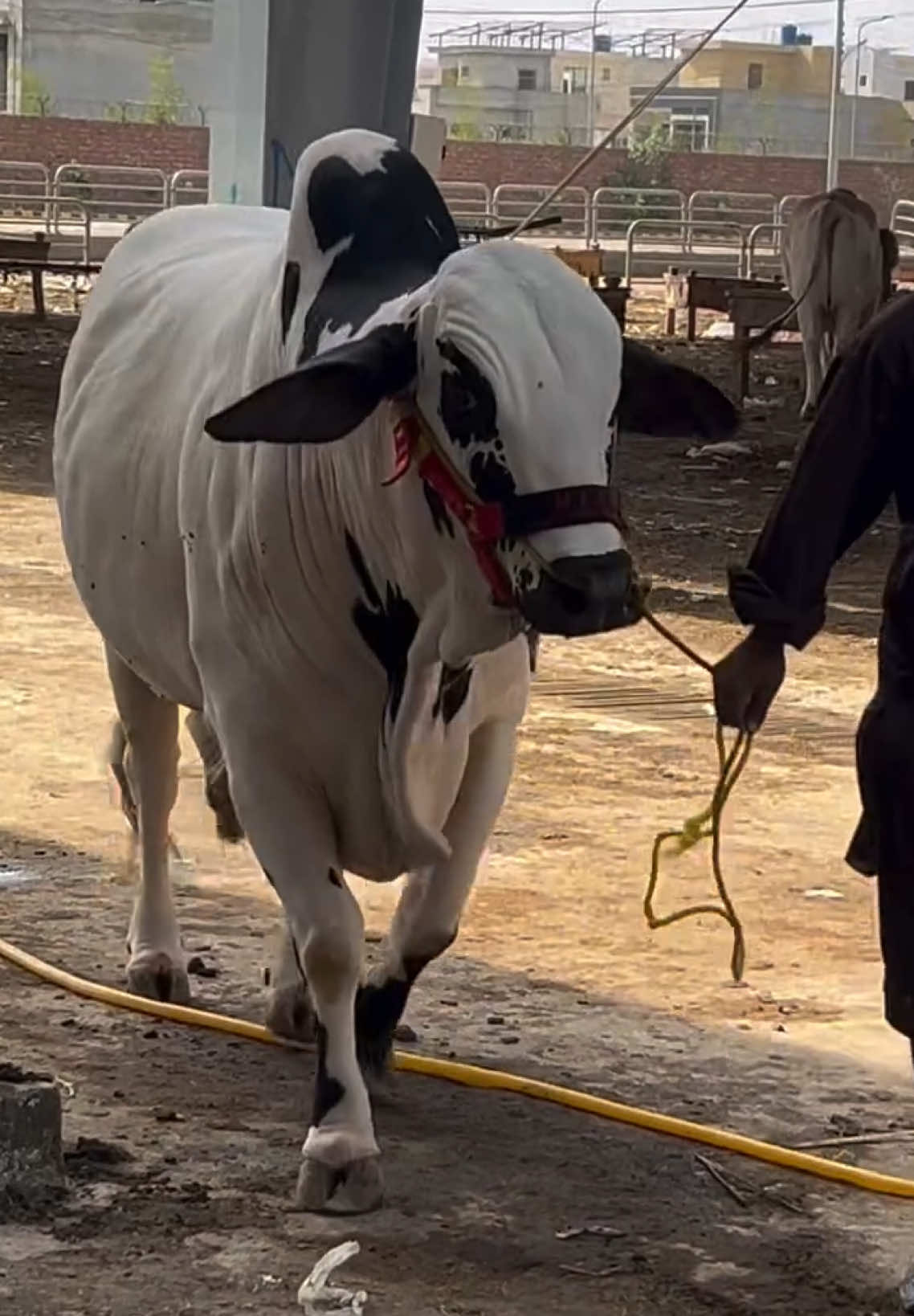 @Karachi Bull lovers