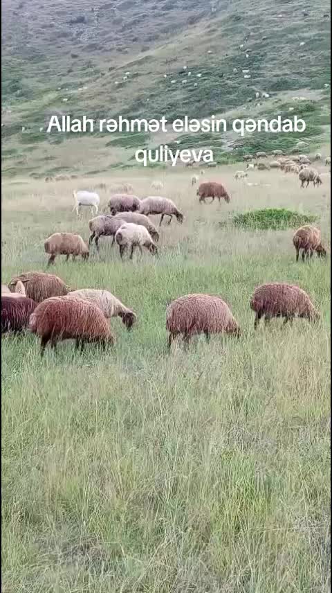 @Füzuli səfərov