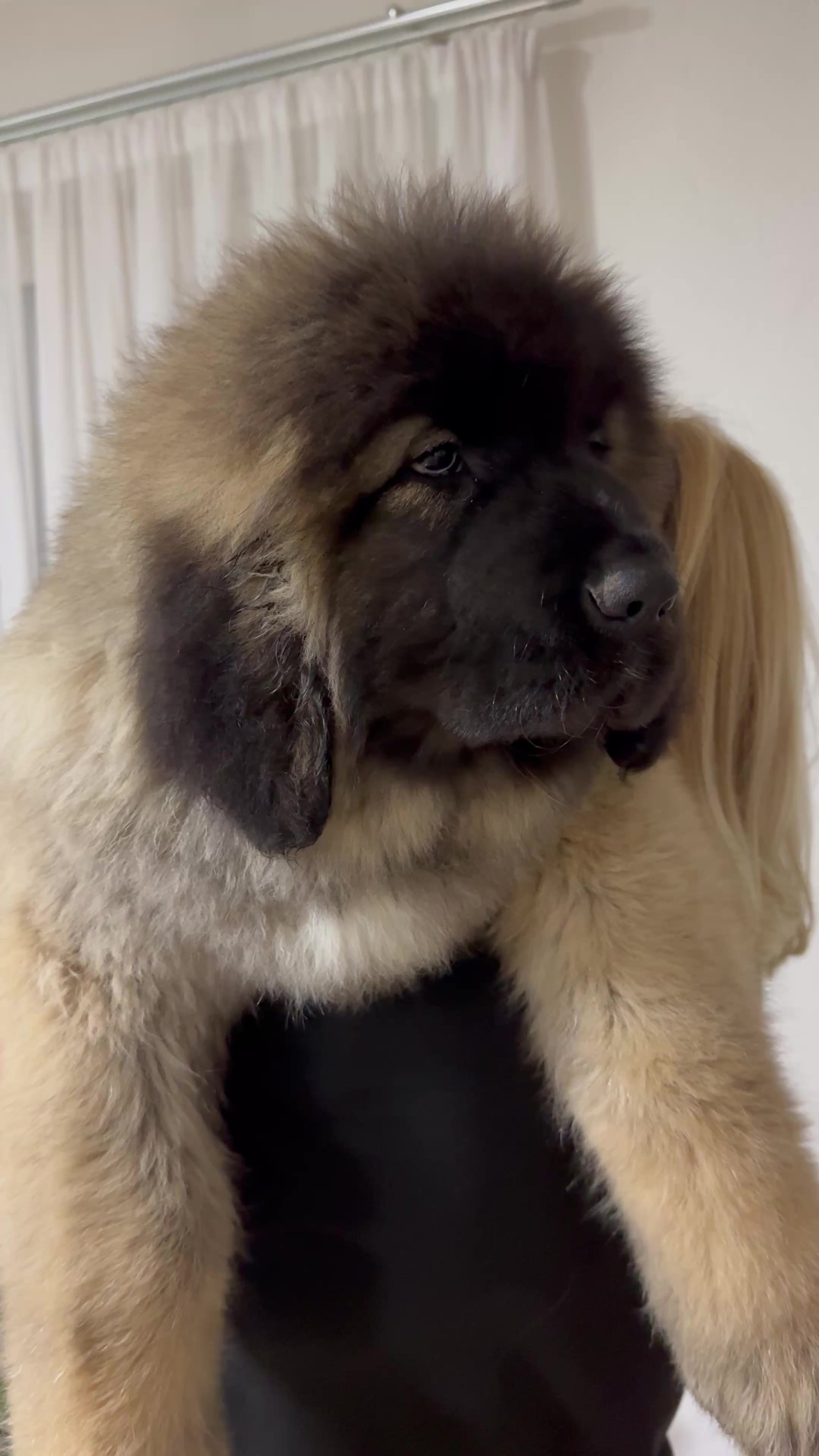 @Caucasian Shepheard Dogs