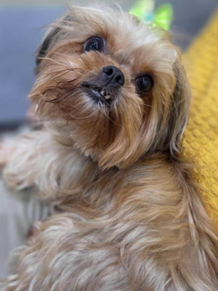 @Trio Pet Love