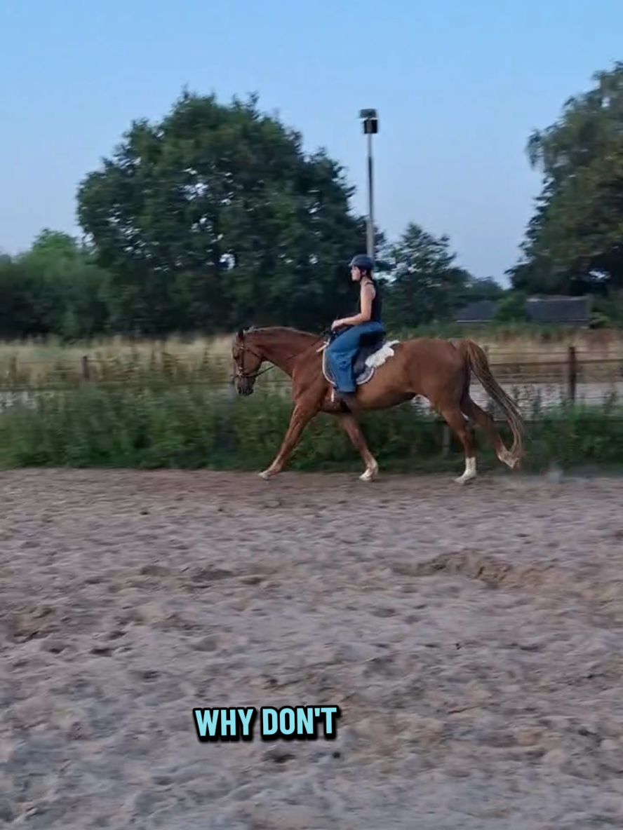 @Dino and horses