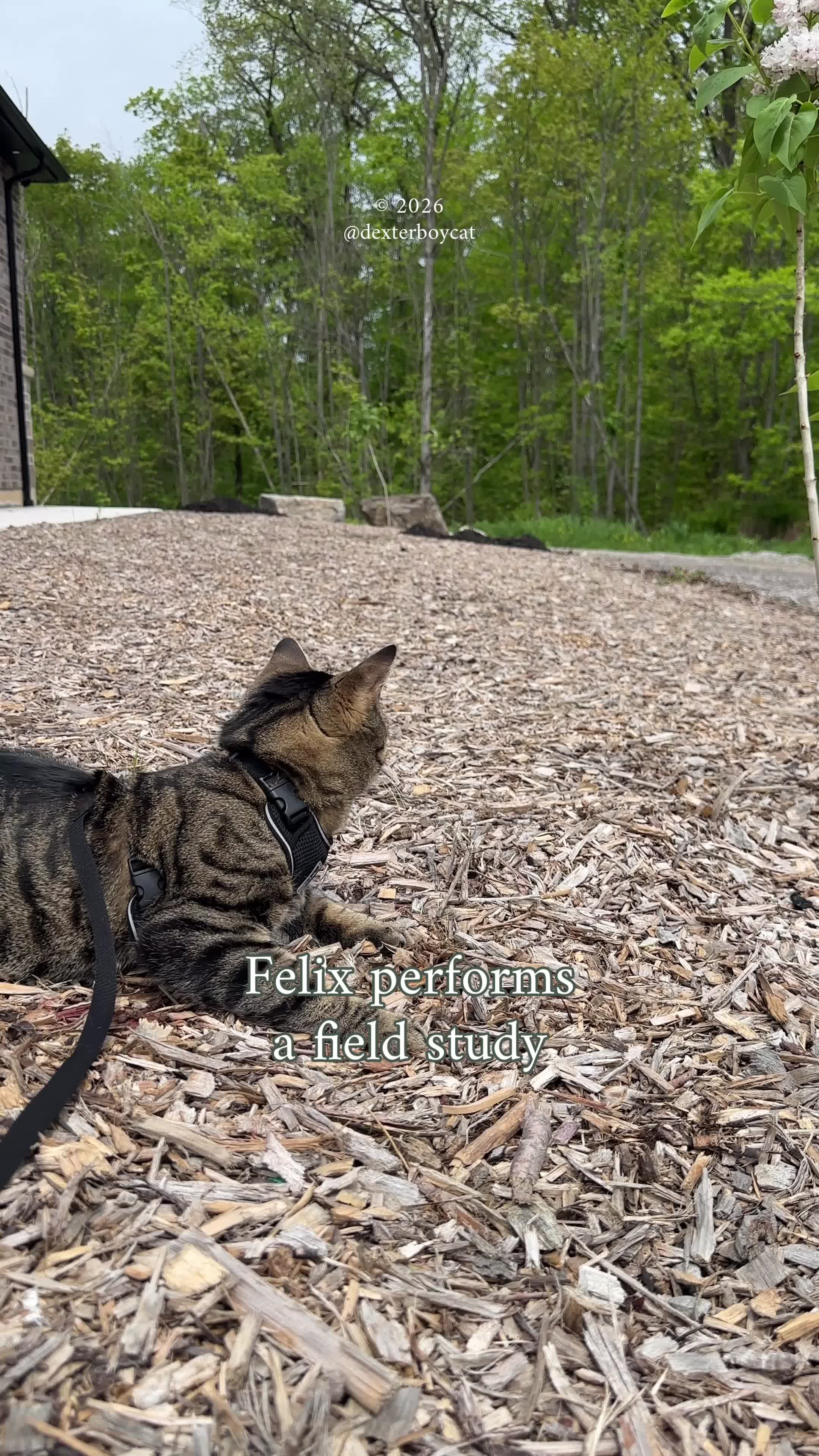 @dexterboycat 🐆♥️