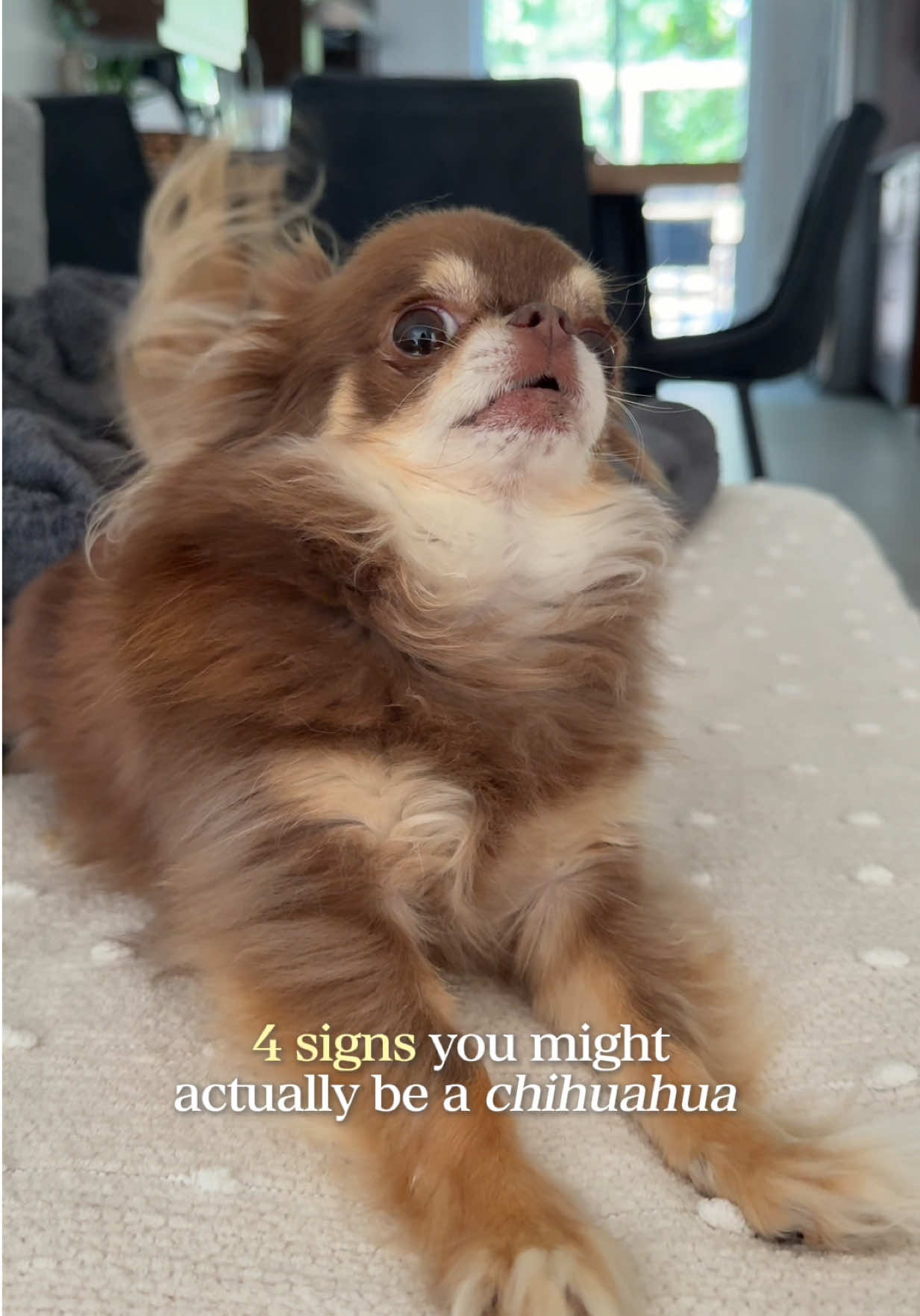 @Lou the Chichi