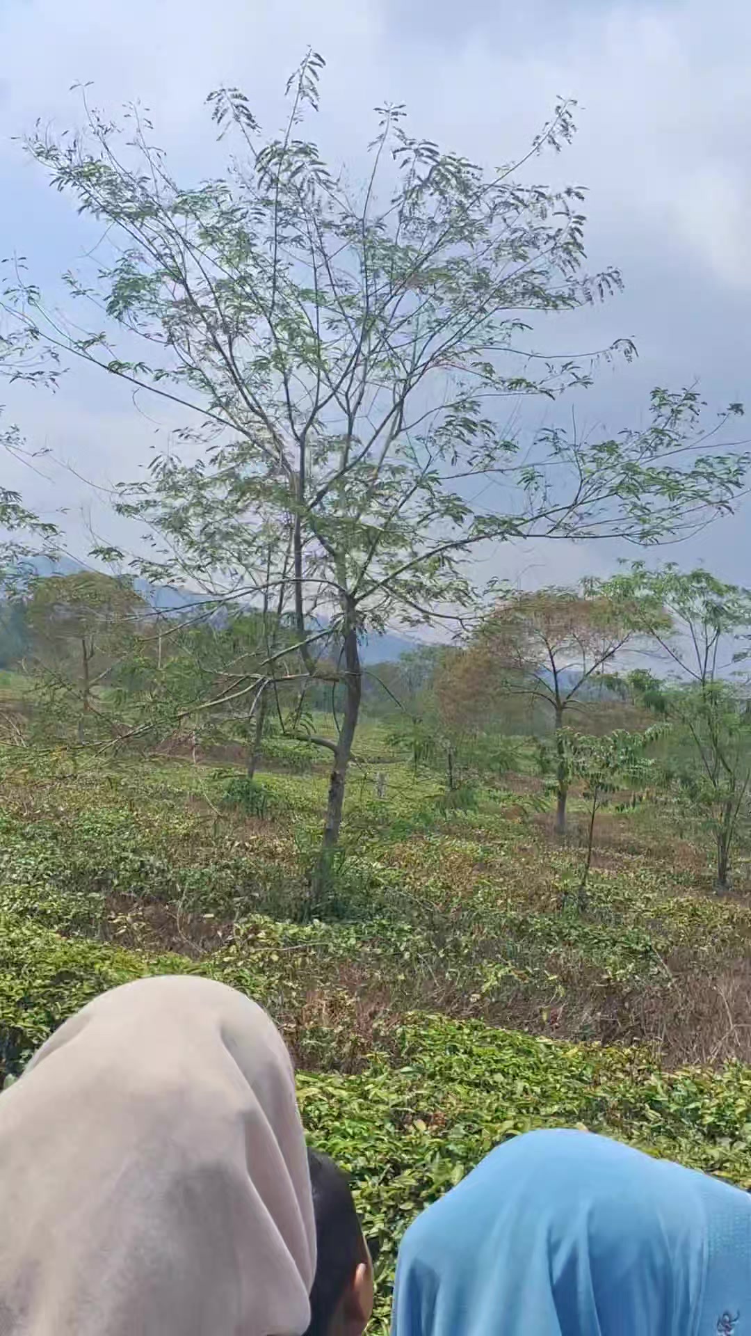 @shefadewata
