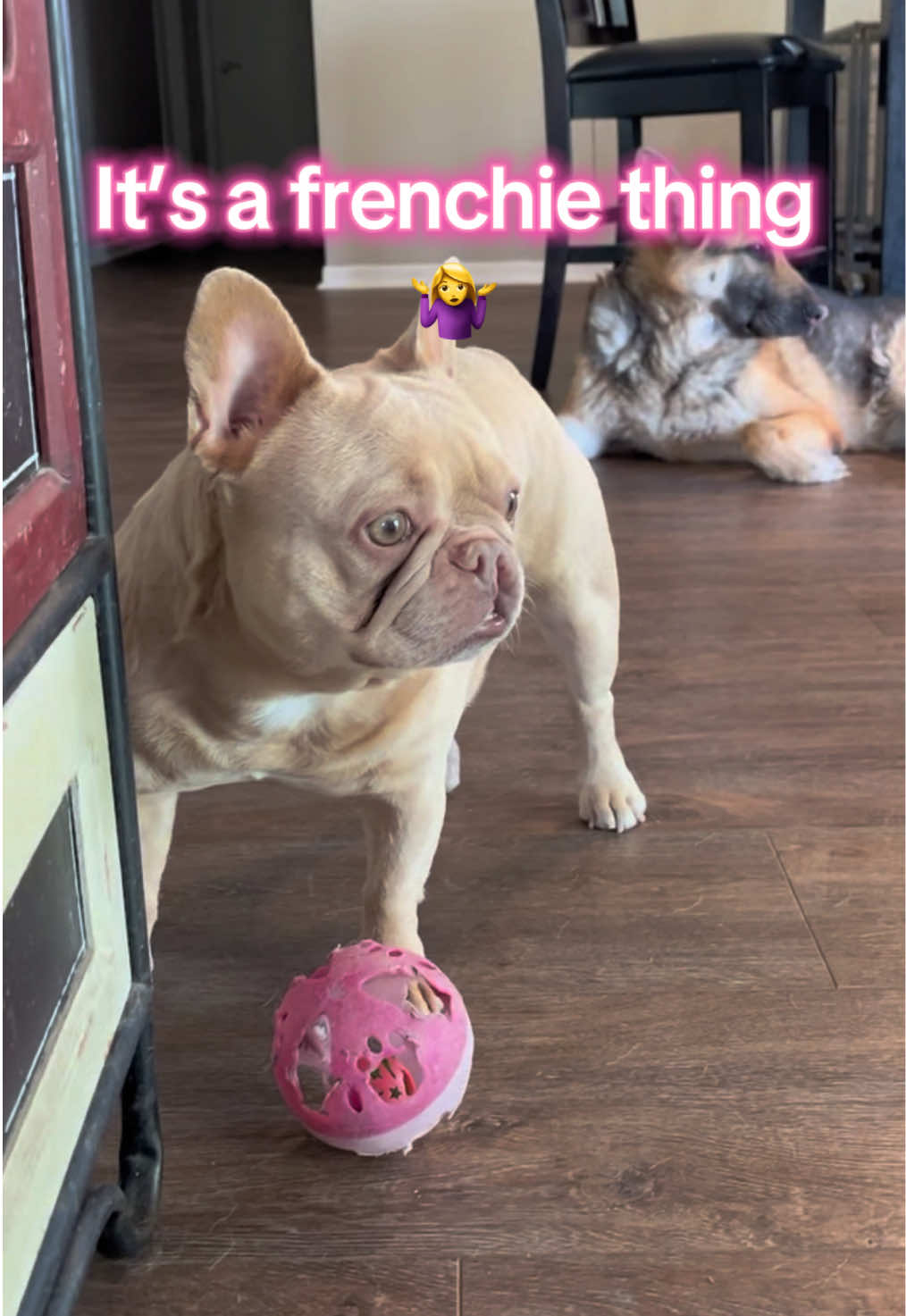 @Peanut the Frenchie 🐾