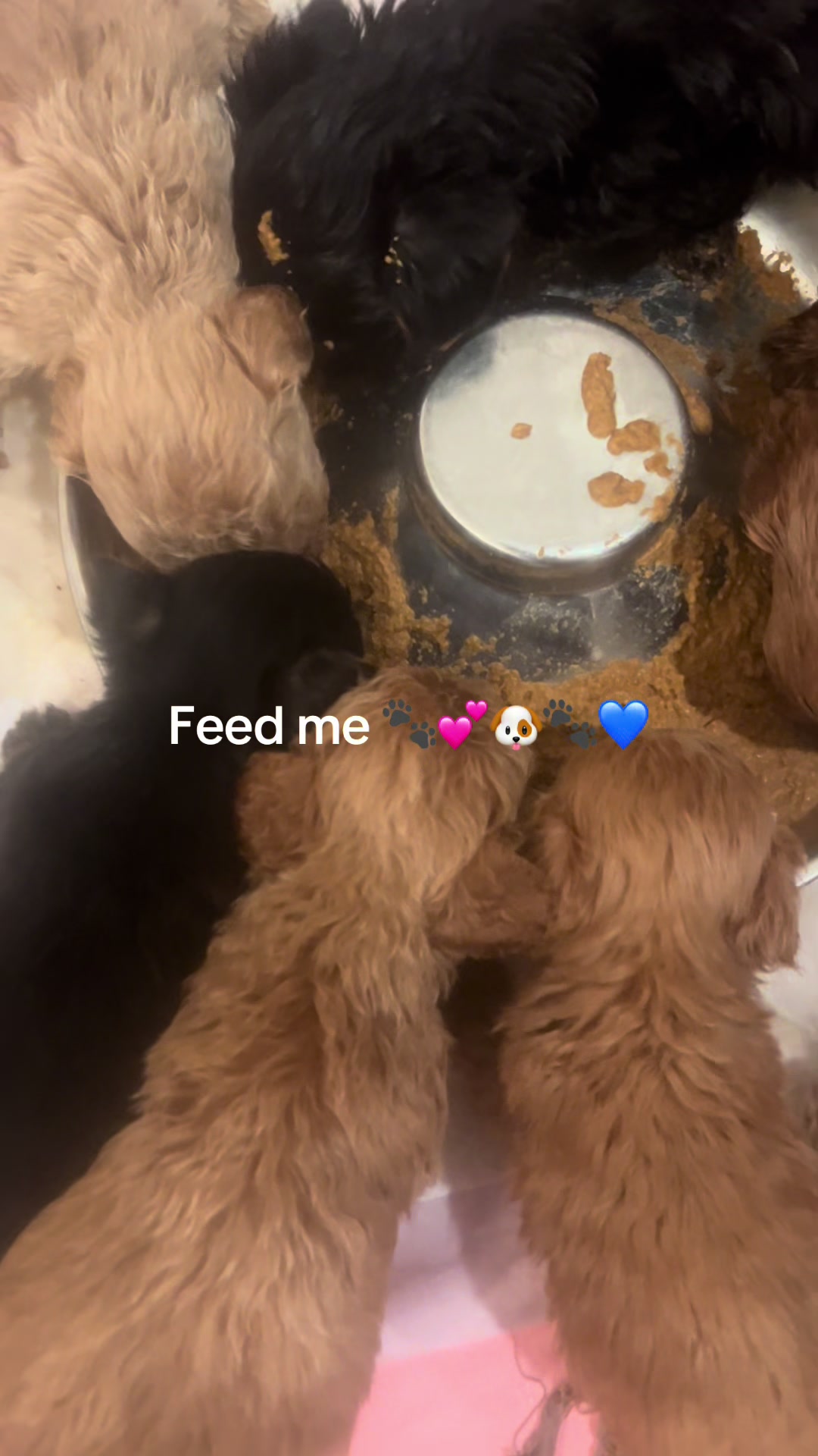 @Shortcake_kennel_2
