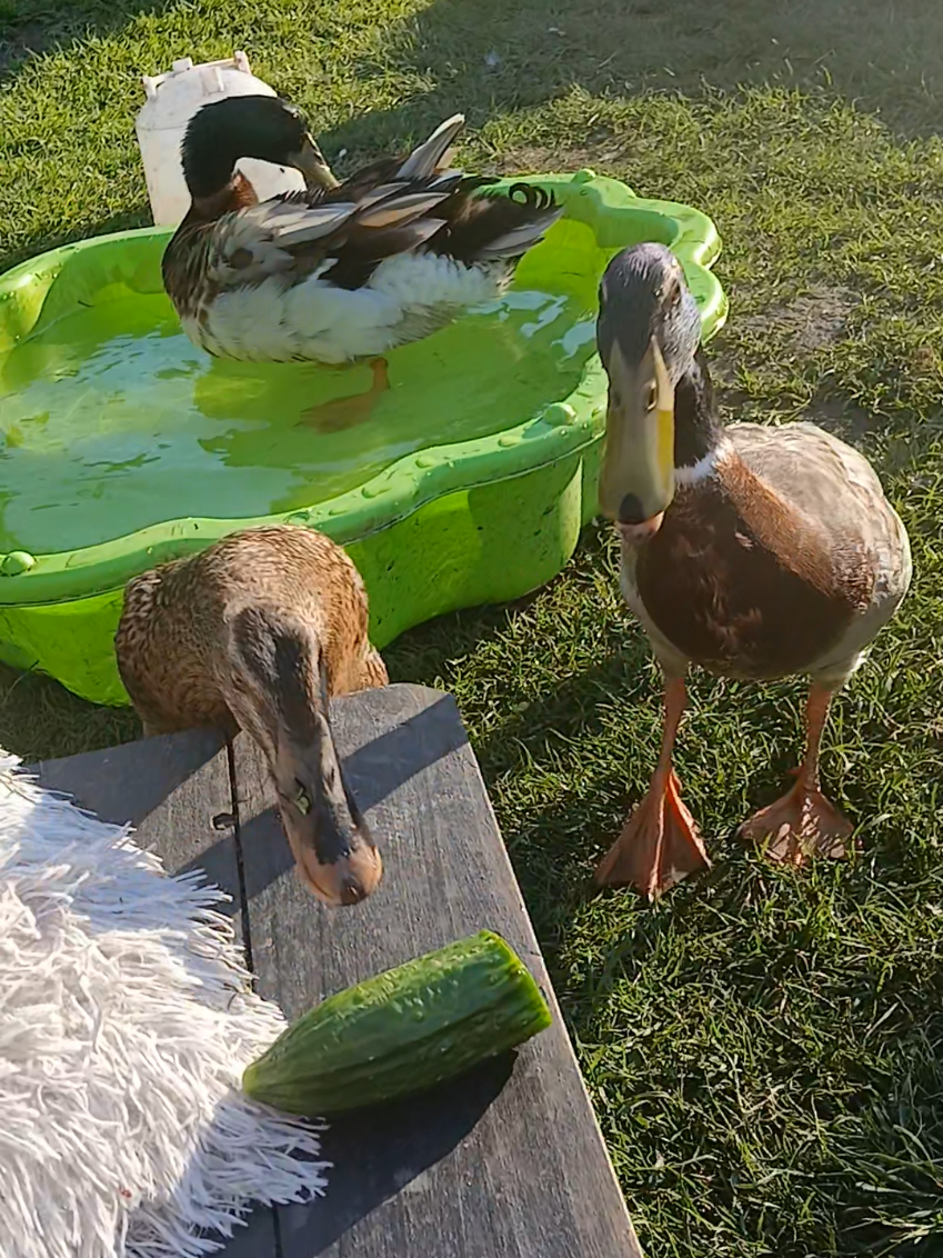 @Kaczogród u Milki🦆🦆🦆🦆