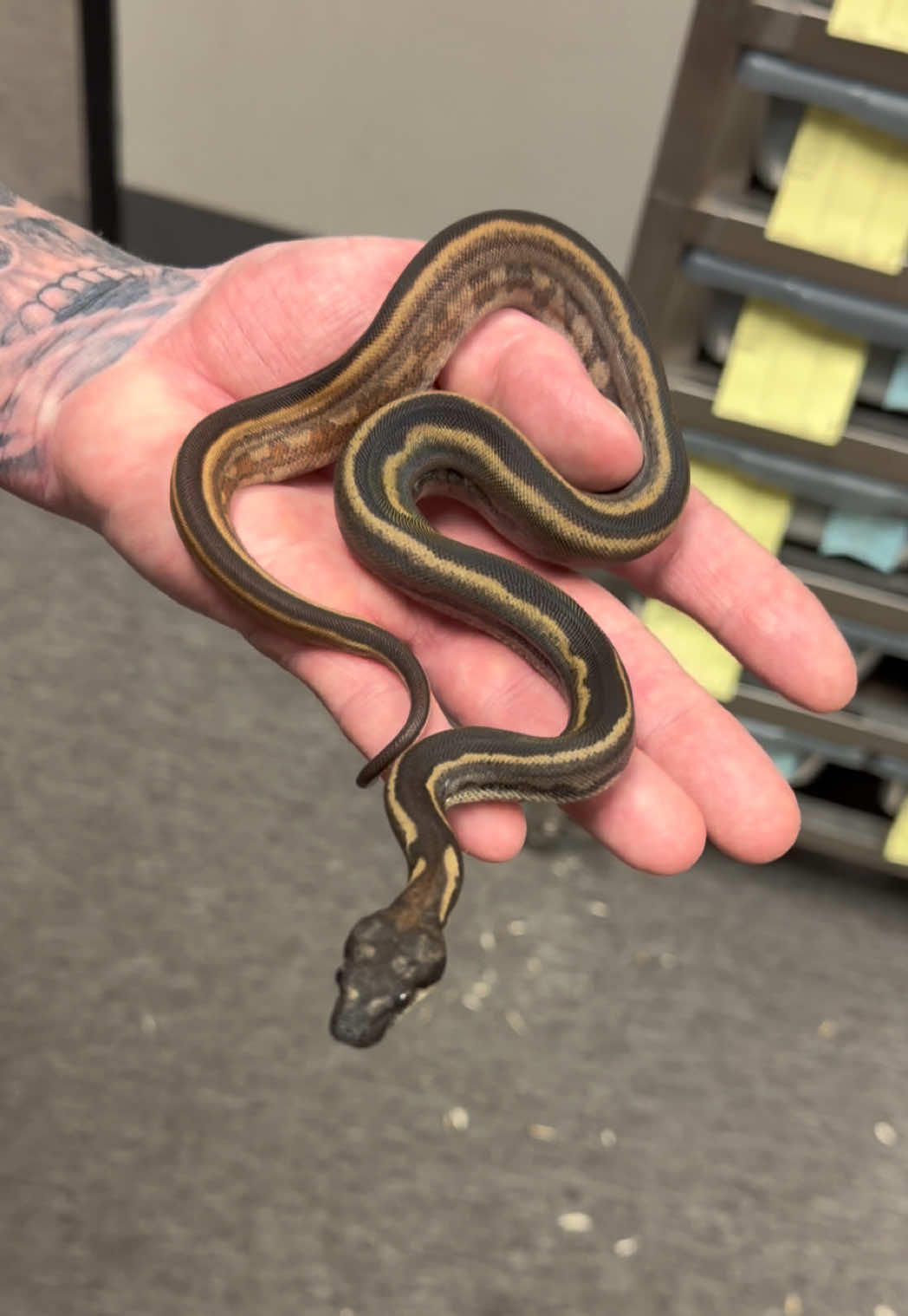 @Snake Country