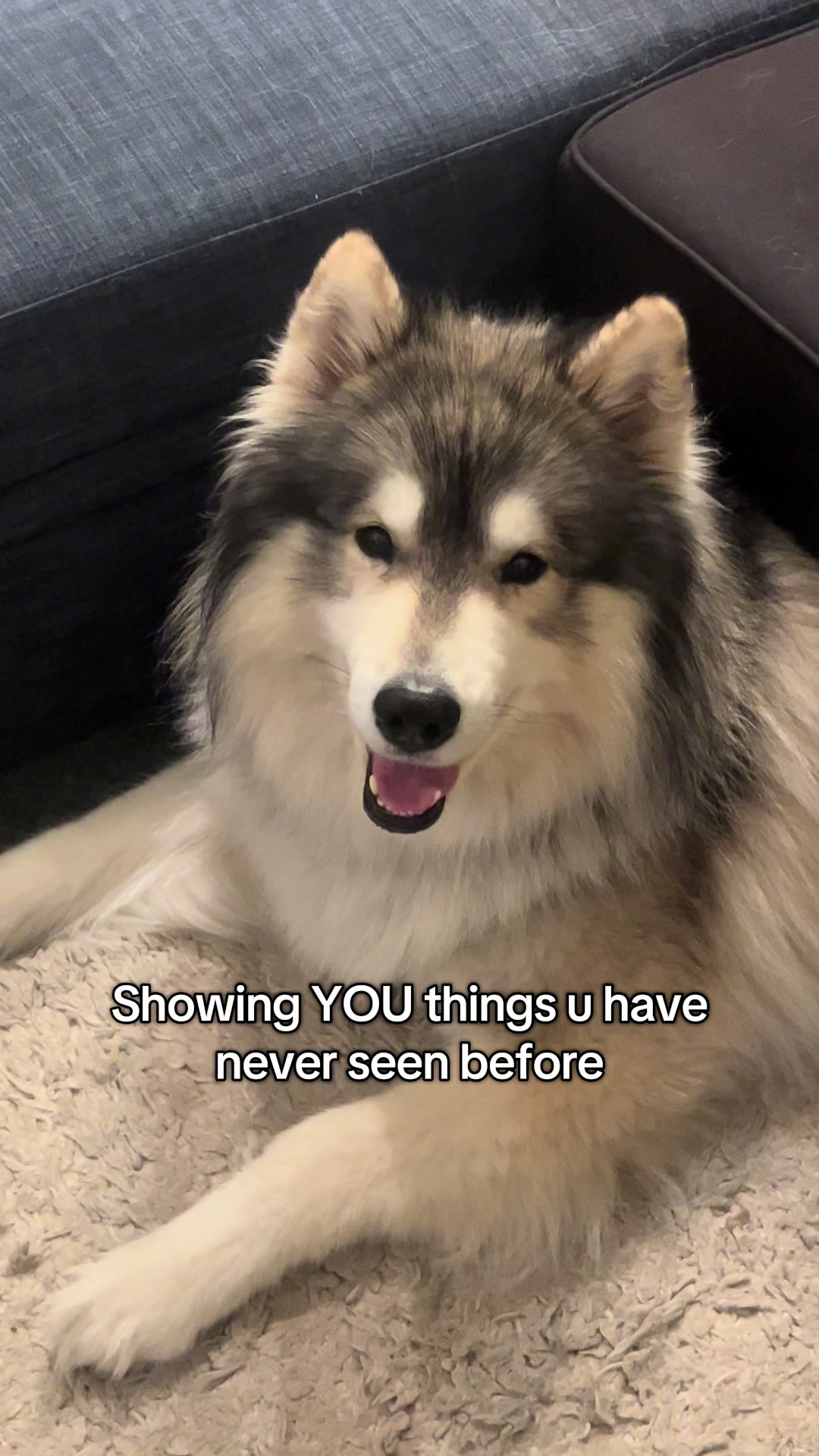 @Echo The Husky