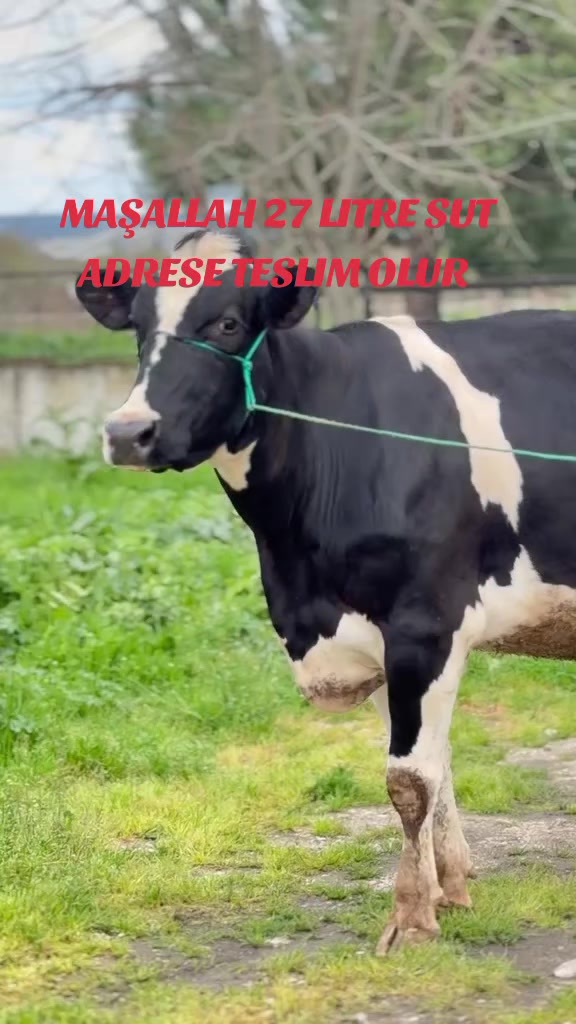 @B&Uuml;Y&Uuml;KBAŞ HAYVANCILIK