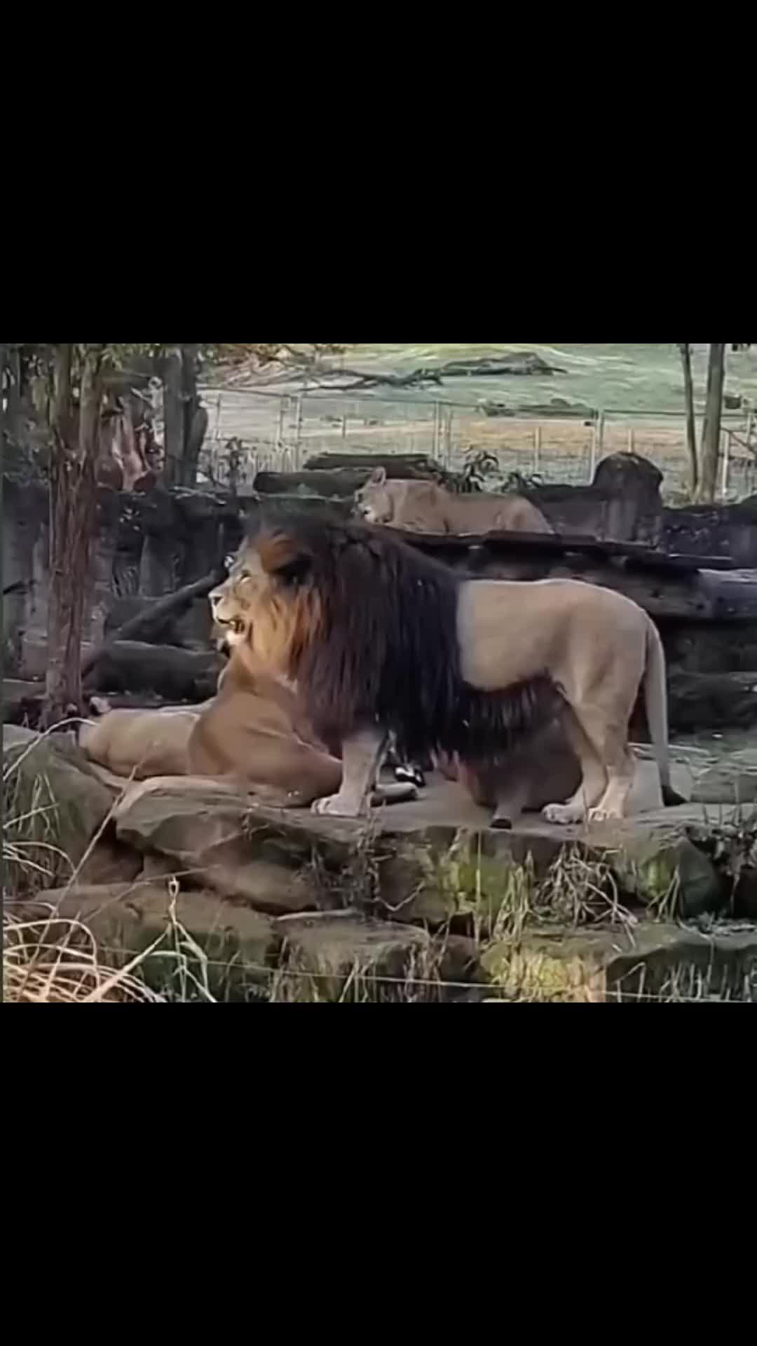 @oso