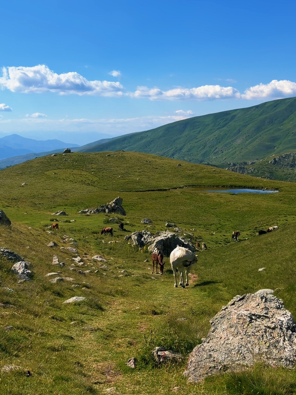 @DIBRA-REALE
