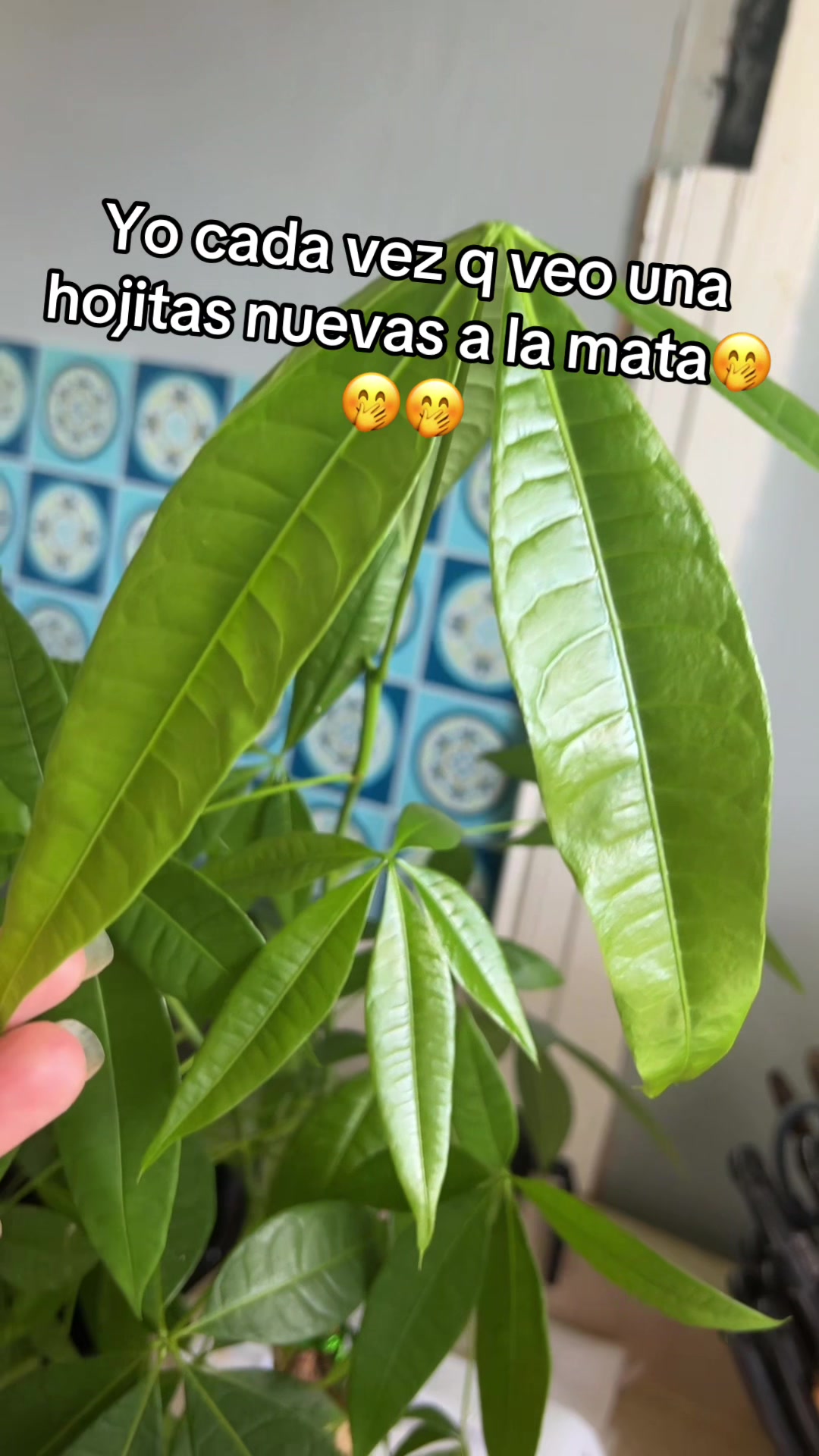 @Minerva mora