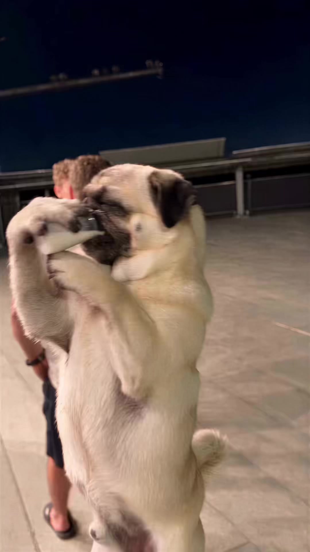 @Lucas The Pug
