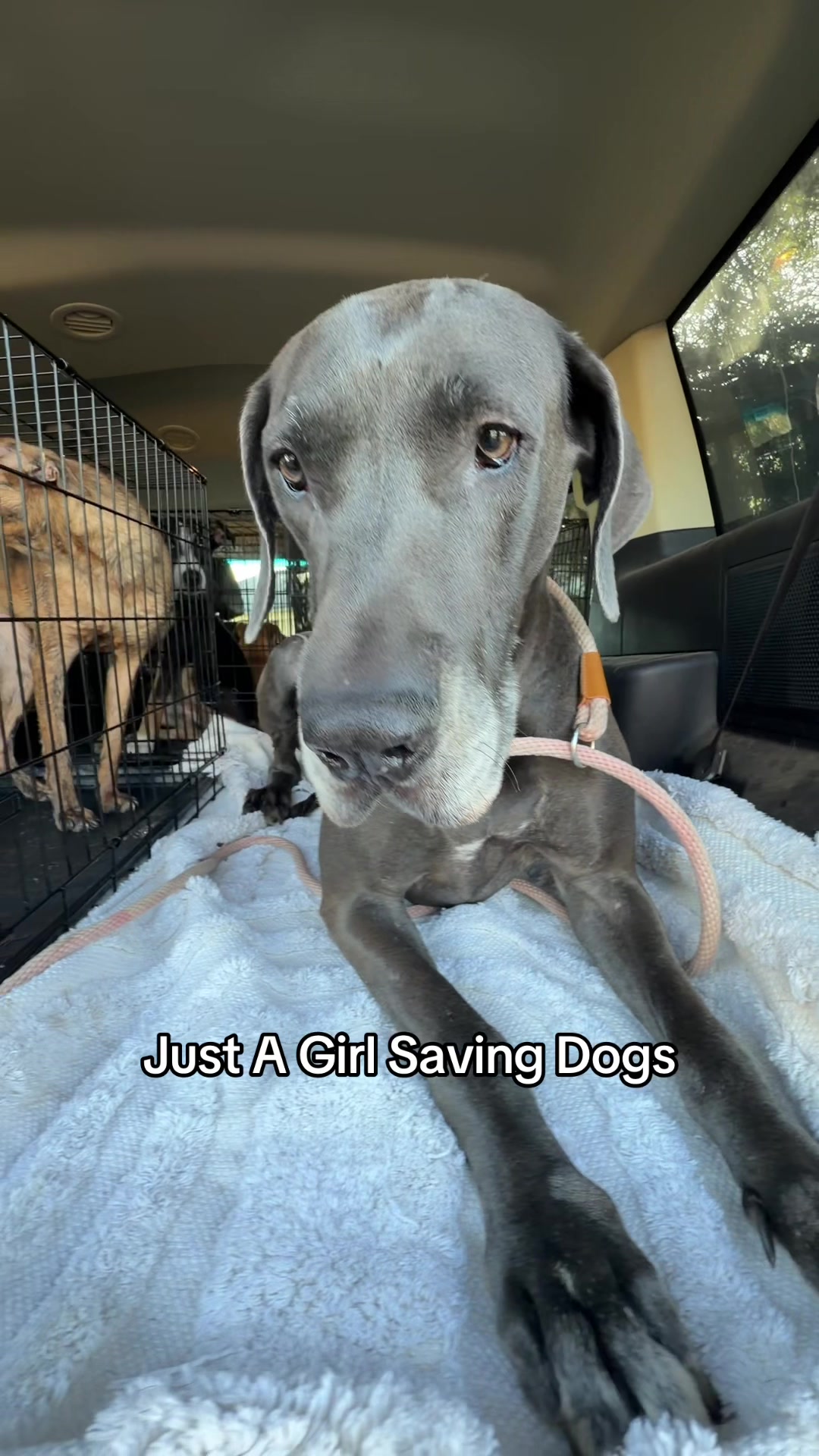 @Just A Girl Saving Dogs