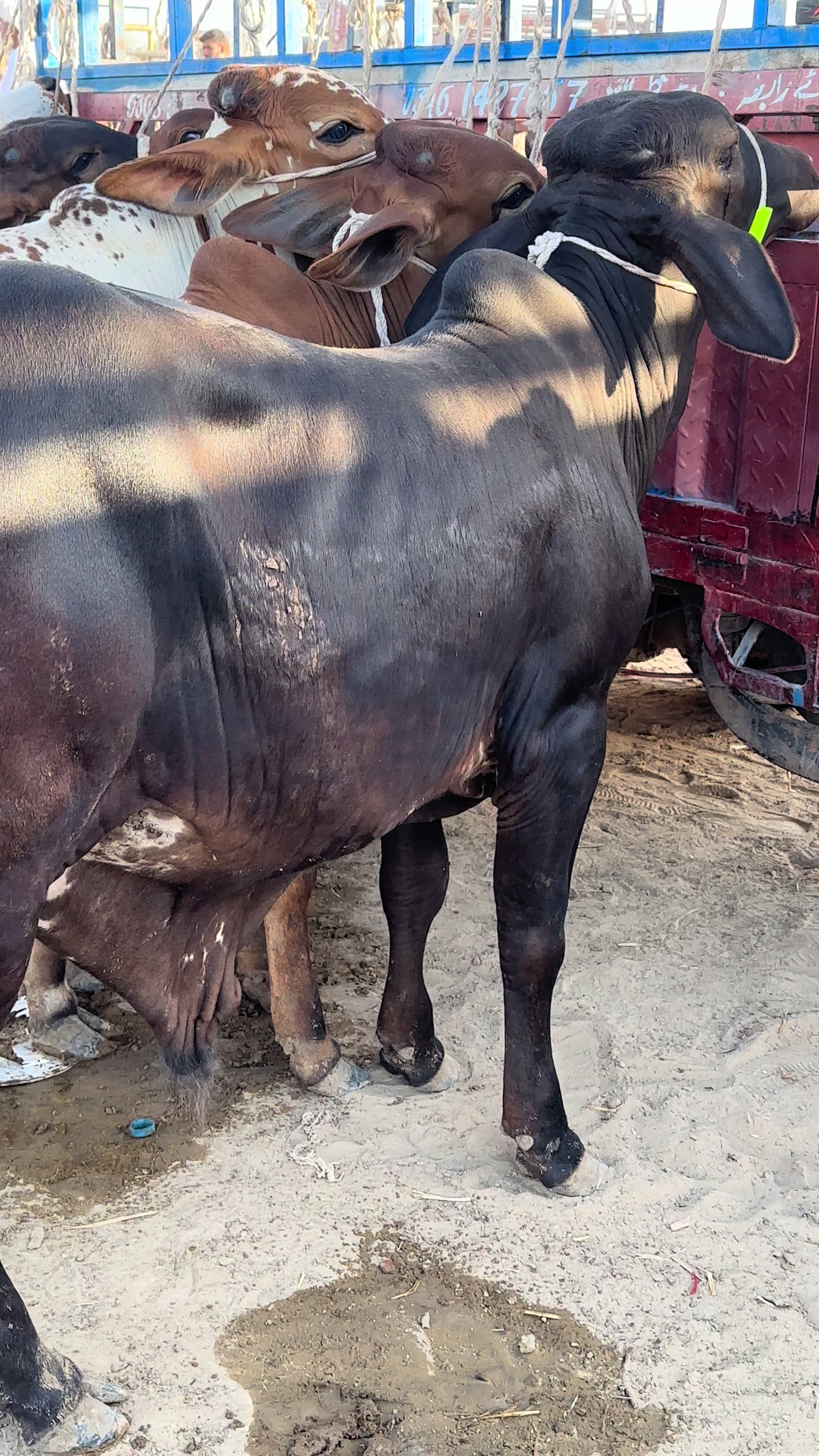 @Raza cattle farm 786