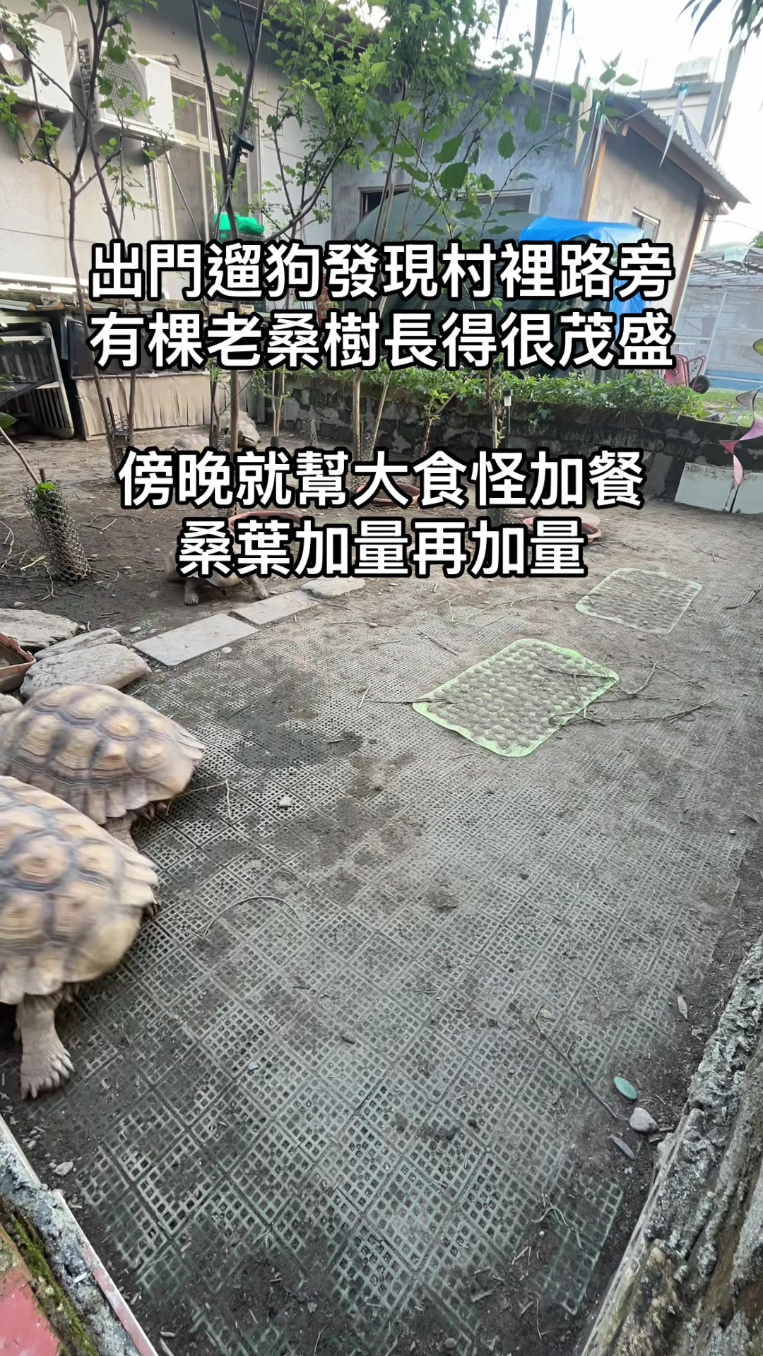 @琰 𝓛𝓸𝓷𝓰來了🐉〽️蘇卡達sulcata陸龜