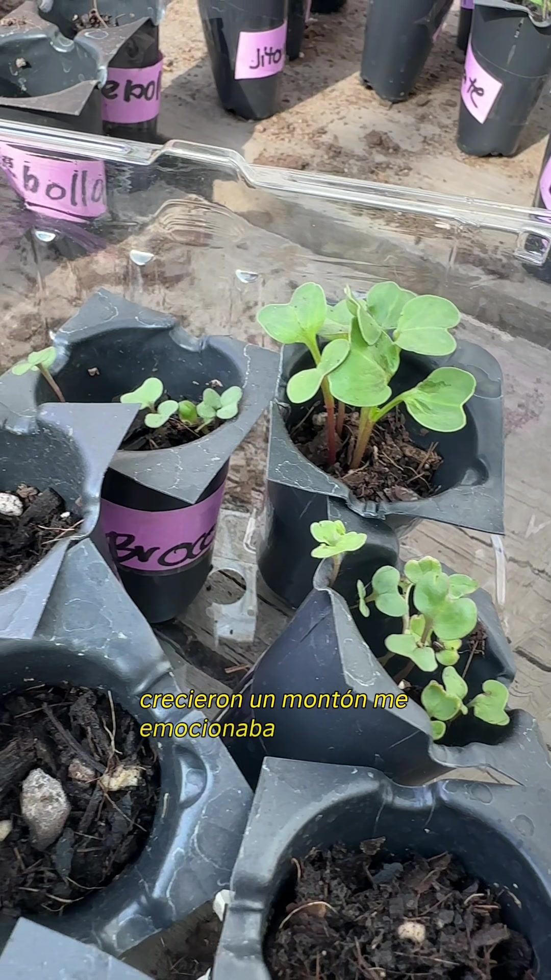 @Valentina