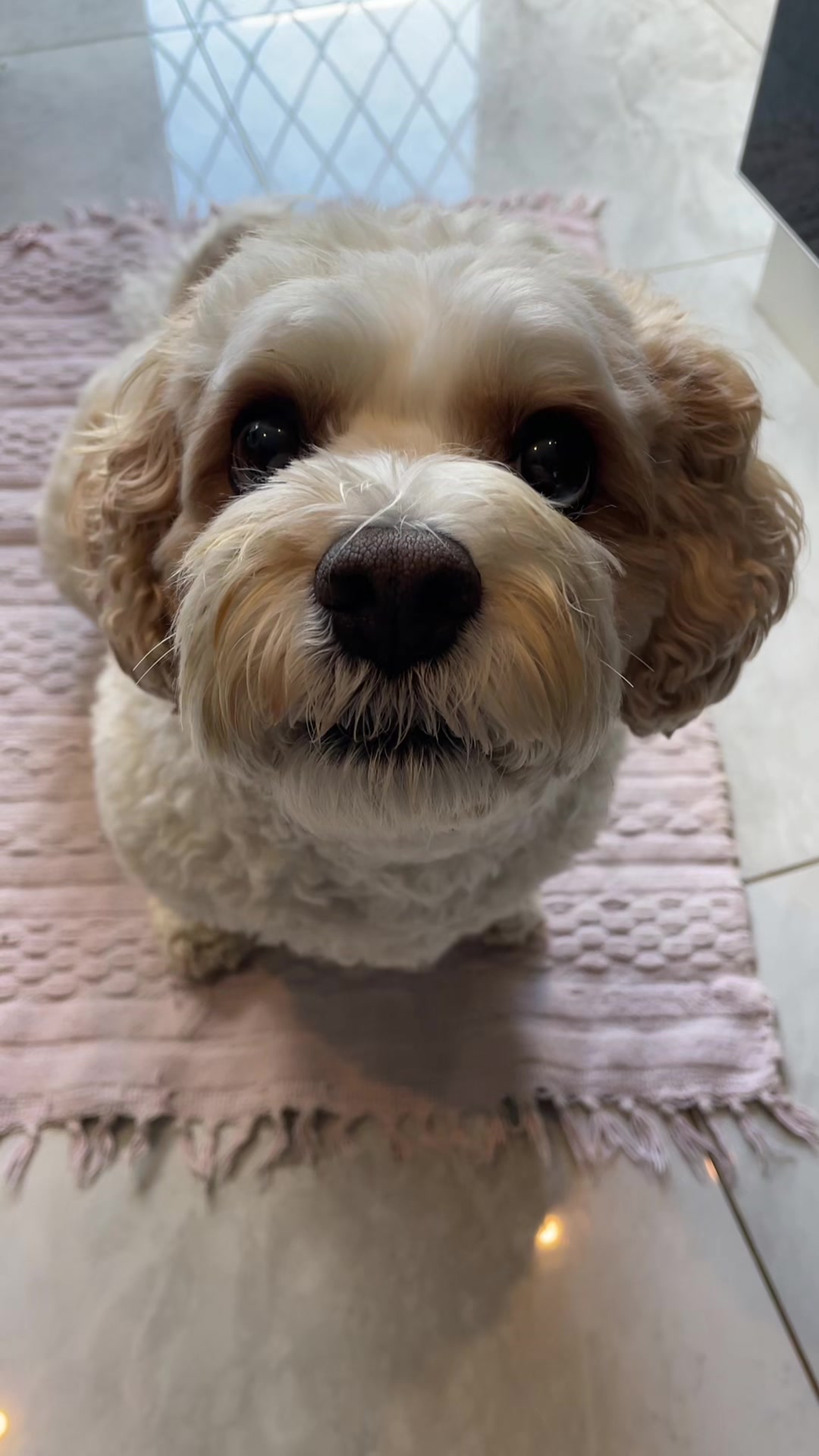 @My Cavachon