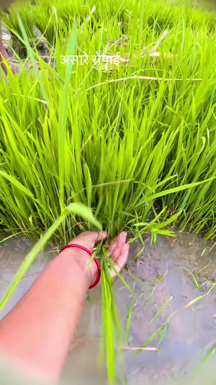 @Sangeeta Pariyar