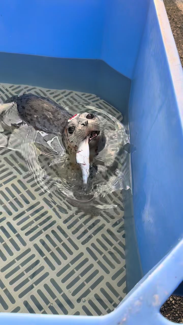 @Marine Mammal Rescue Society