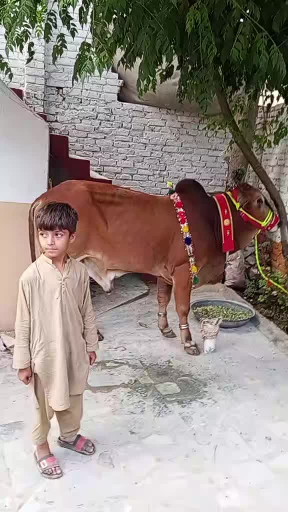 @hamzakhanh04
