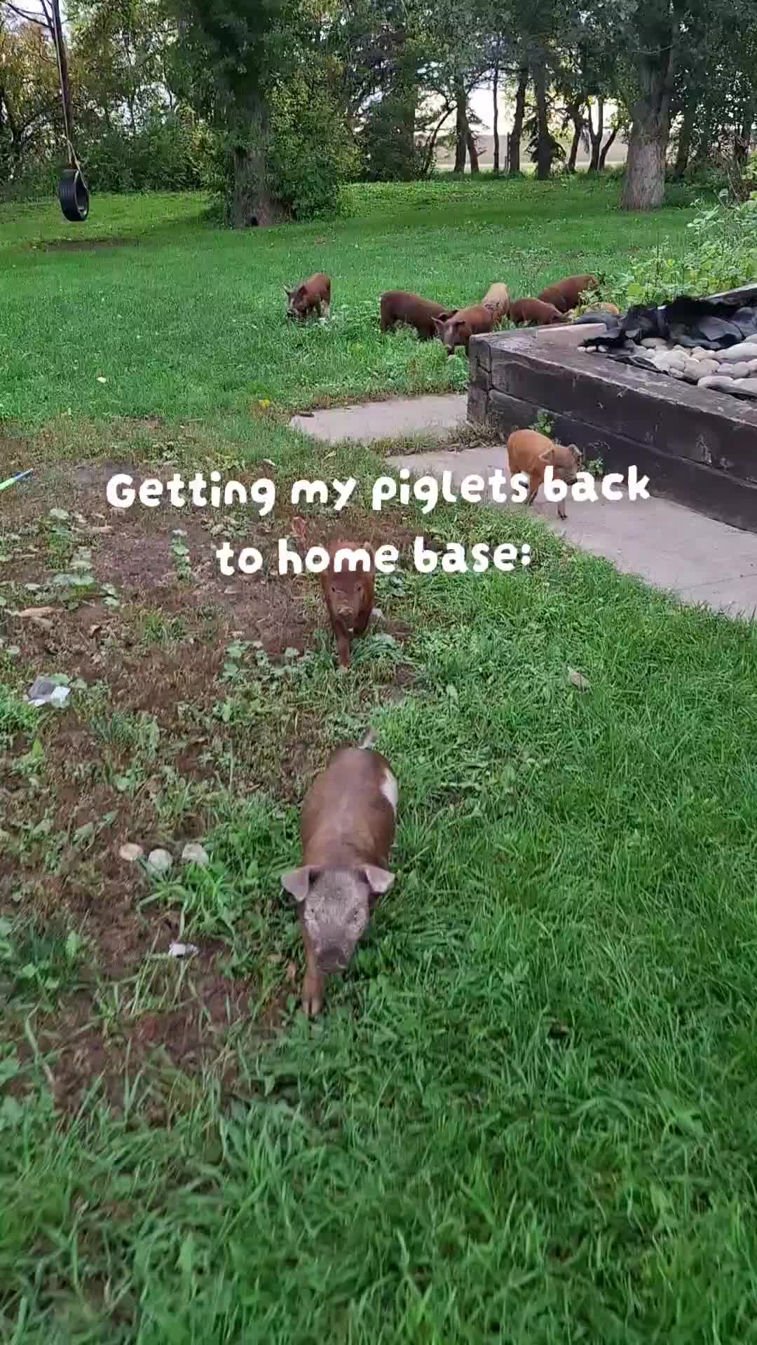 @Dakotafunnyfarm