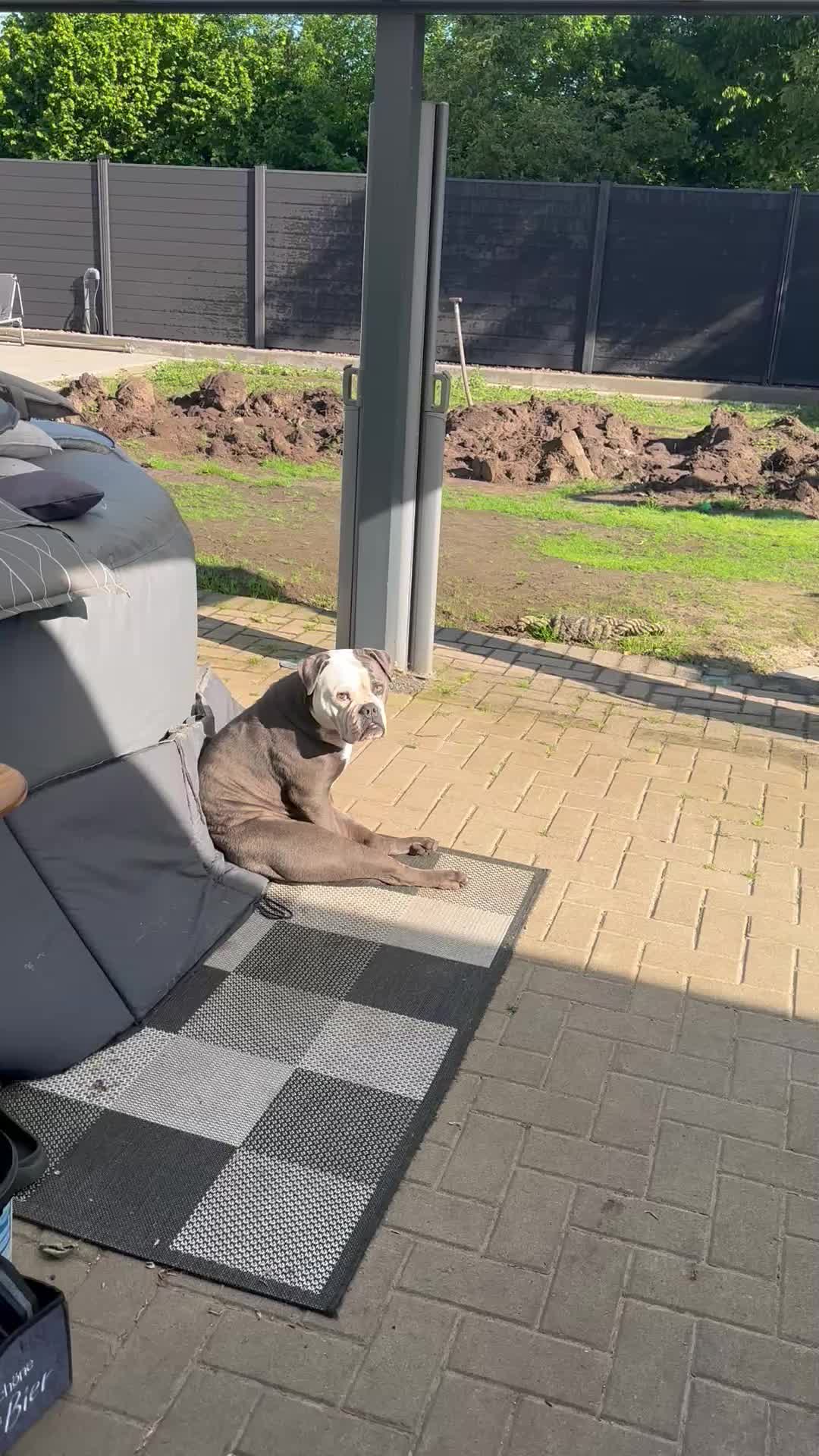 @Kalle 🐕