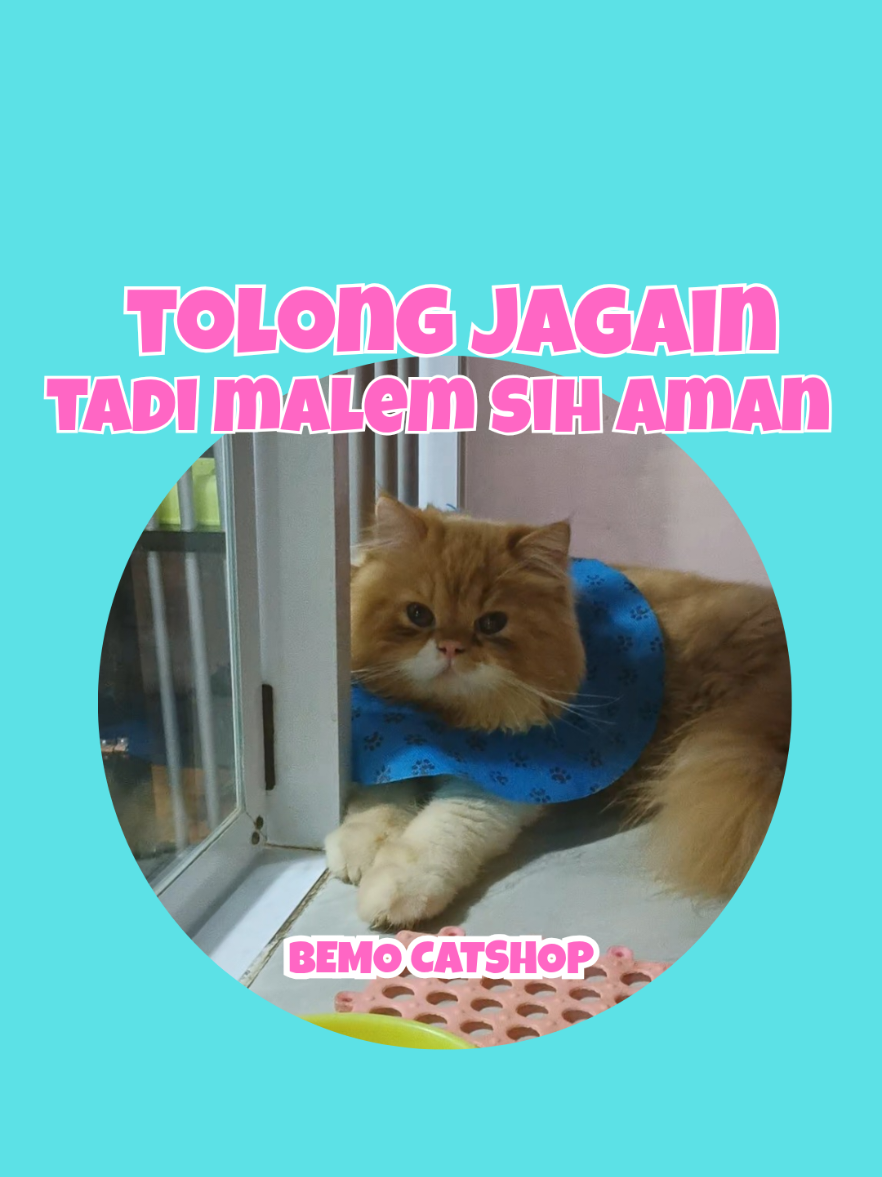 @Bemo Catshop