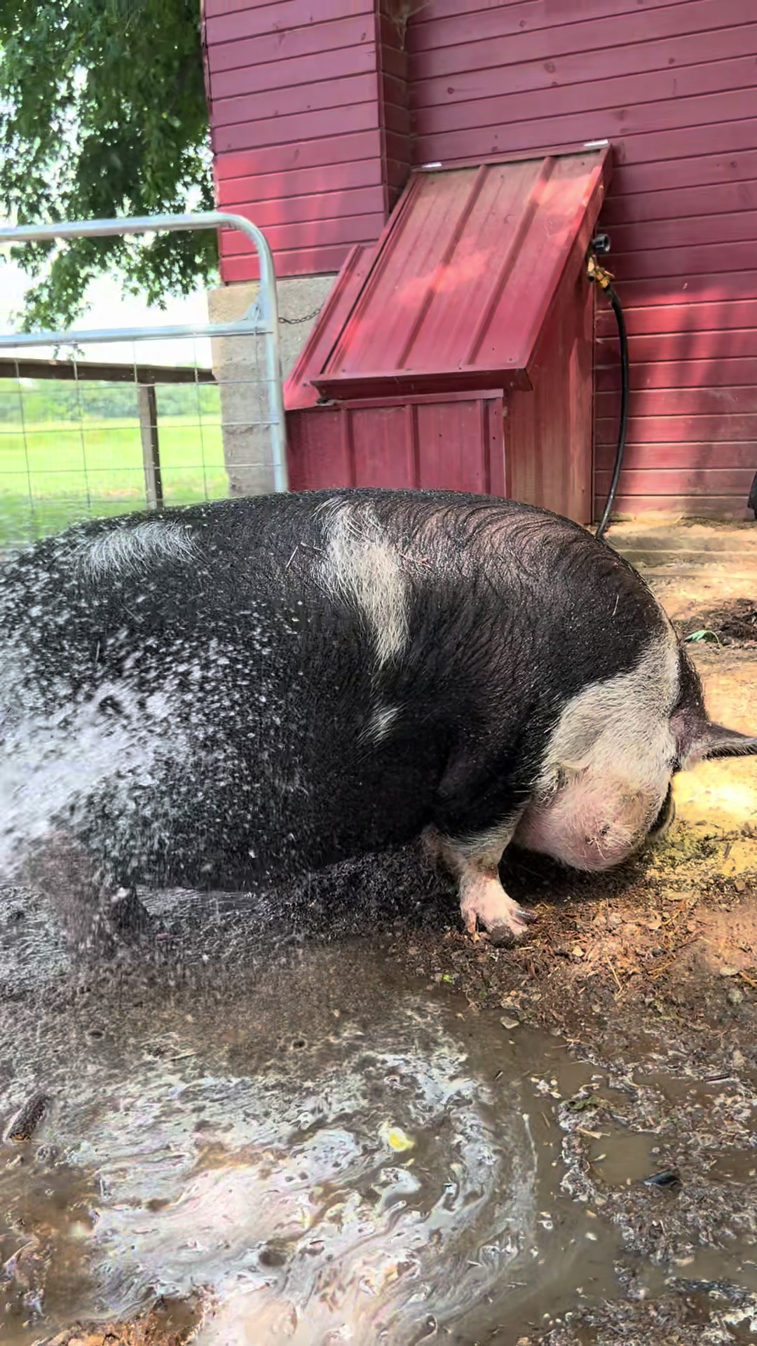 @Kitzman’s Farm Sanctuary