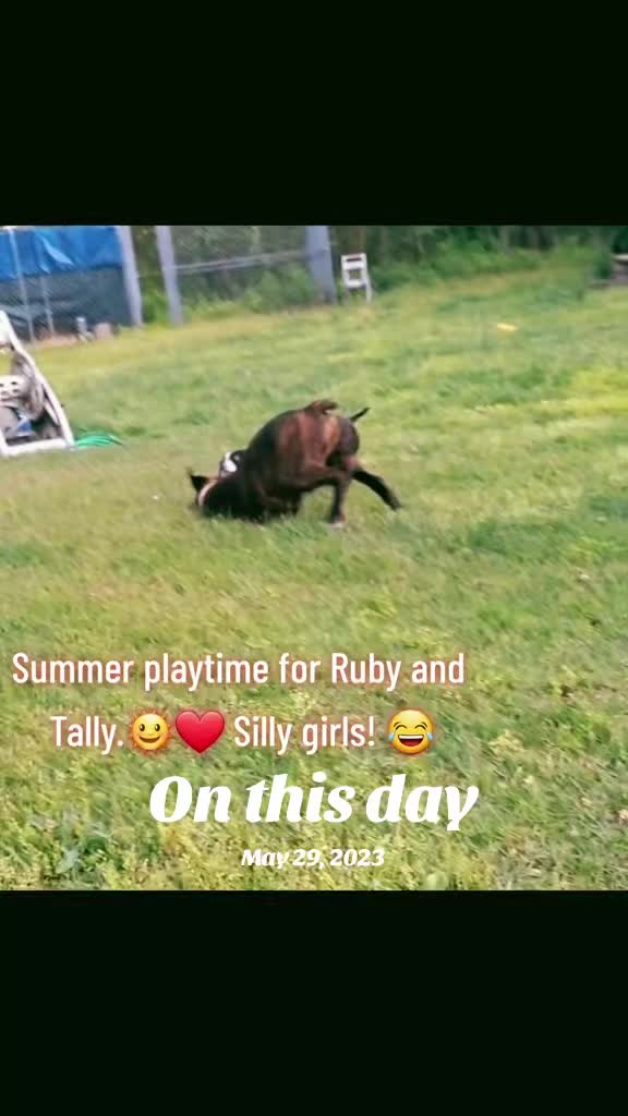 @Ruby the Boston Terrier-G7